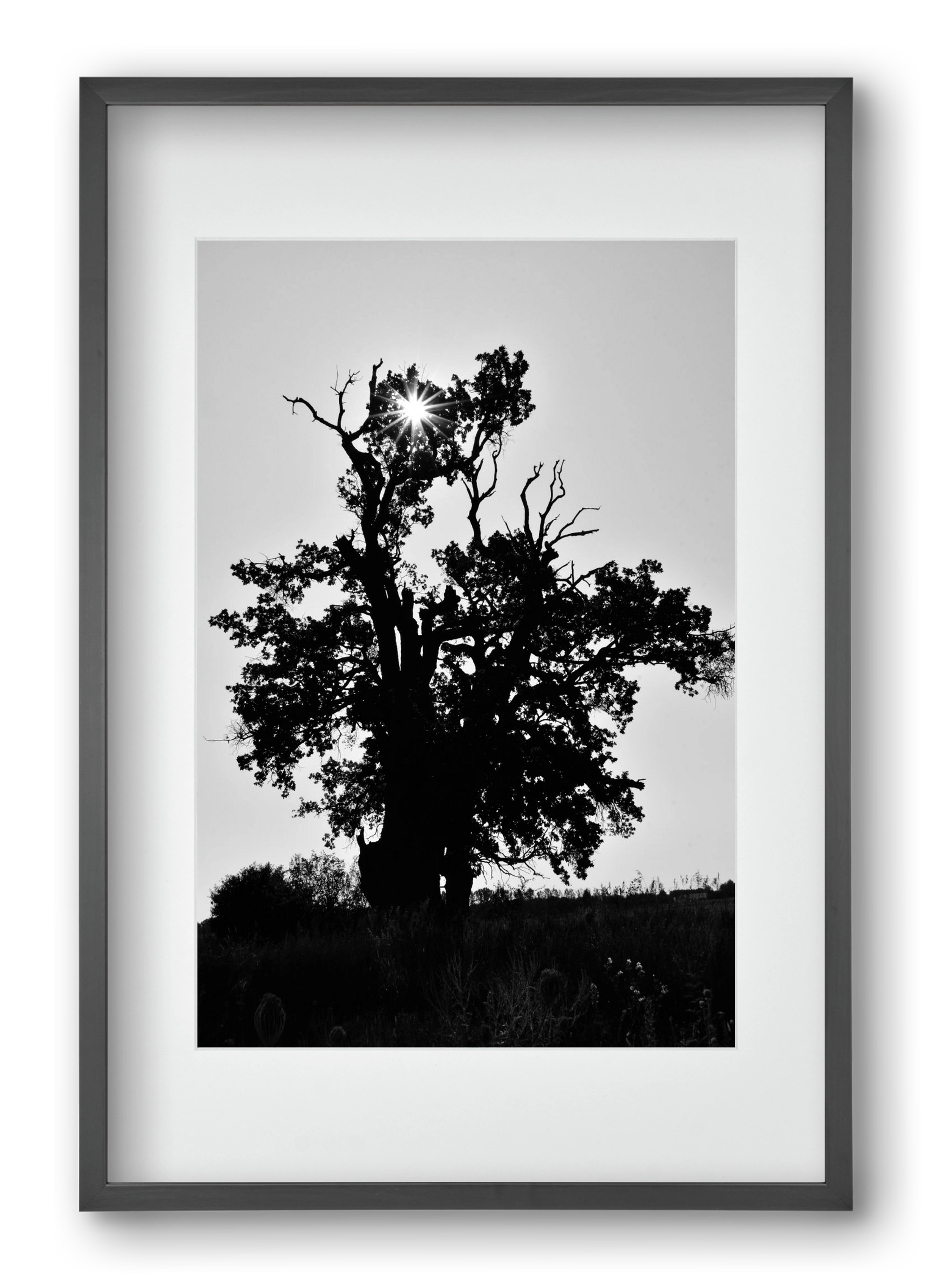 The Oak, 40x60 cm (30x45 cm), Fekete keret, paszpartuval