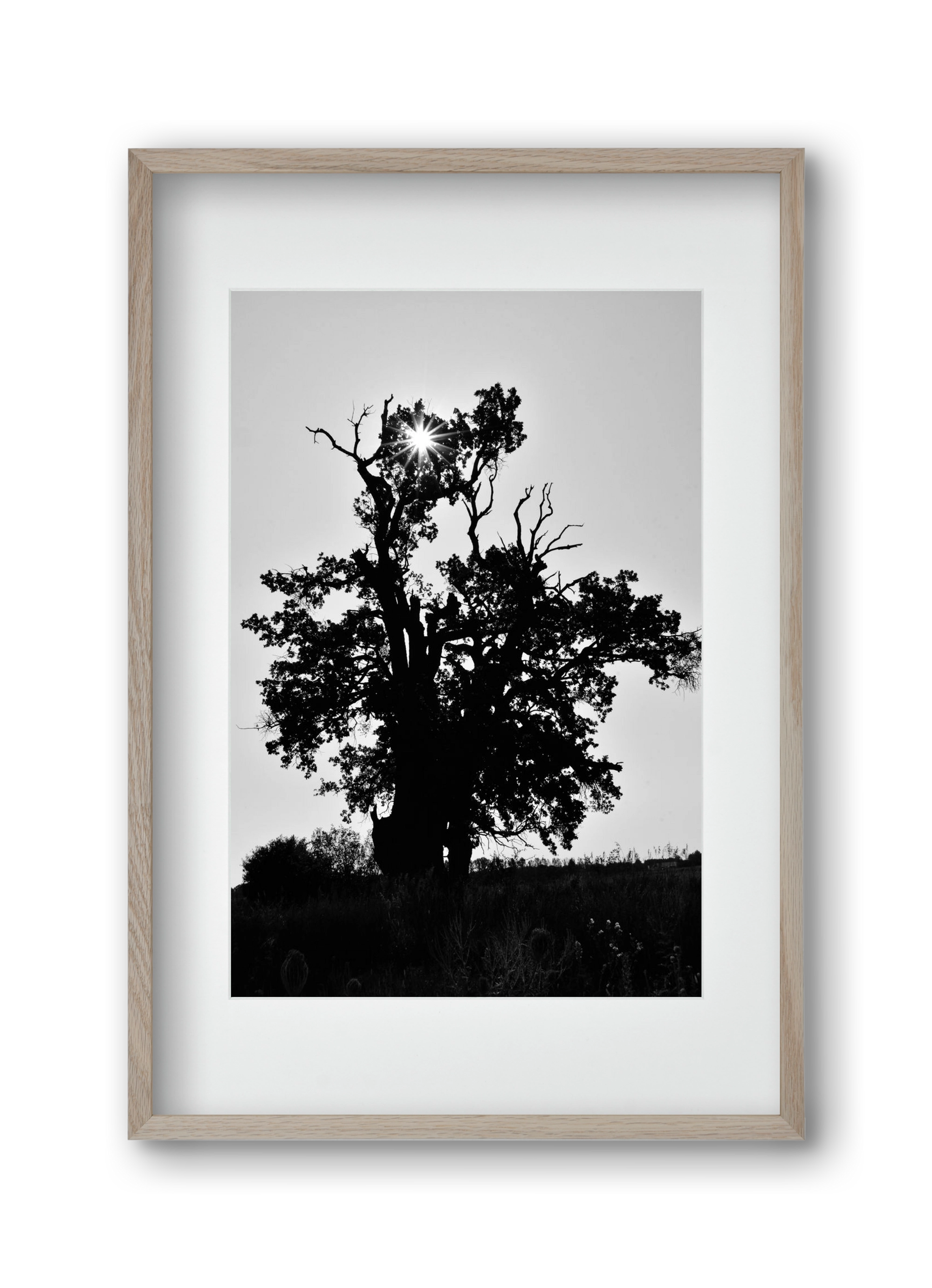 The Oak, 30x45 cm (20x30 cm), Tölgy keret, paszpartuval