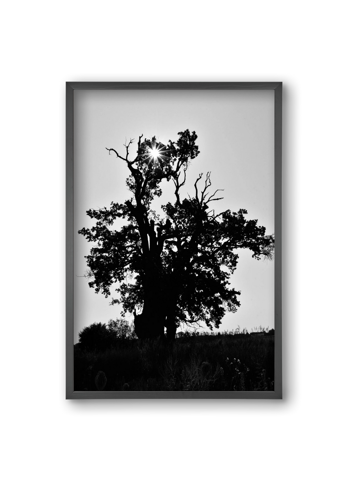 The Oak, 20x30 cm (20x30 cm), Fekete keret