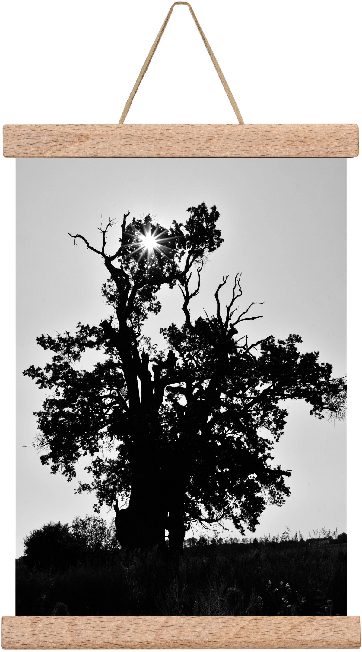 The Oak, 20x30 cm (20x30 cm), Tölgy akasztó