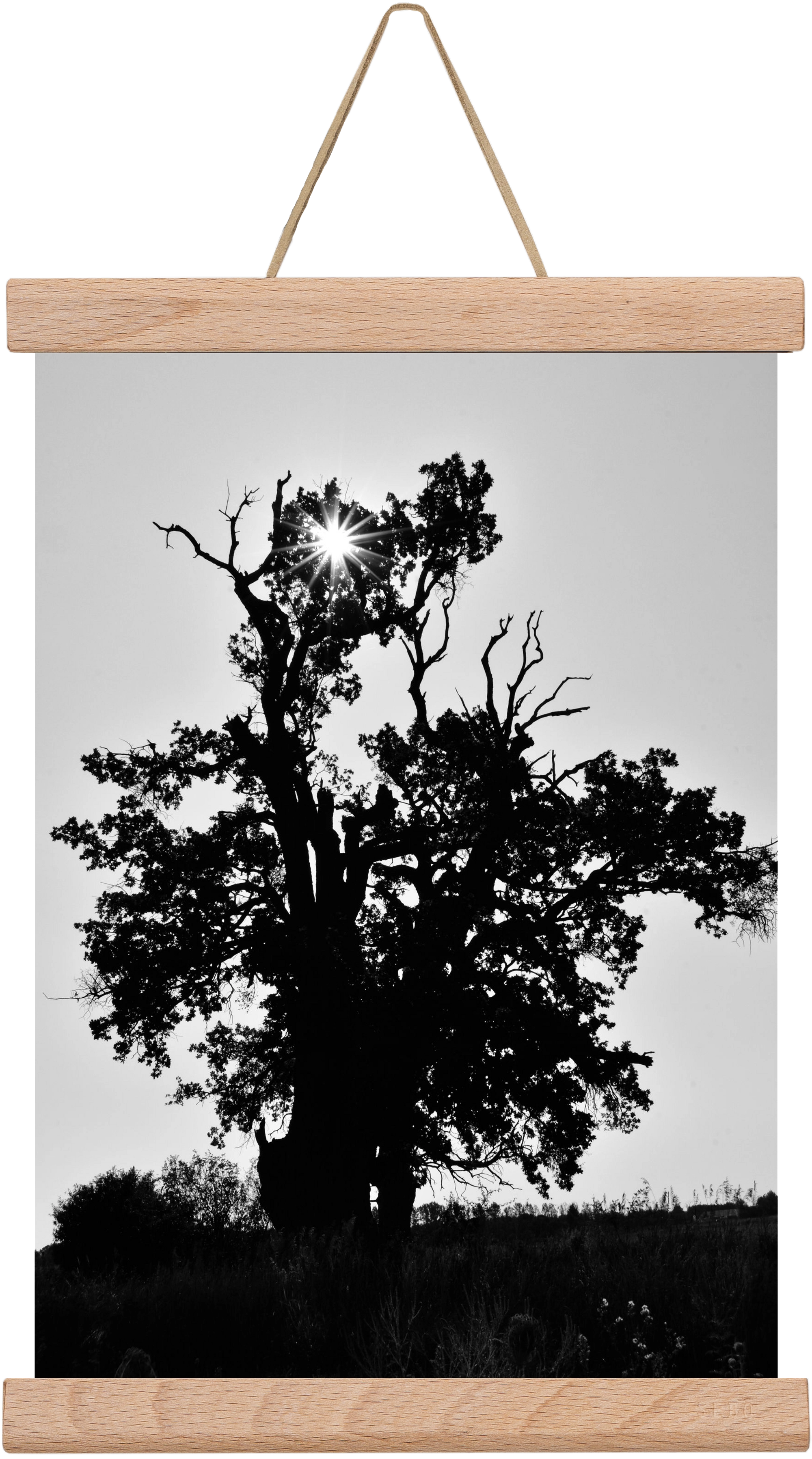 The Oak, 20x30 cm (20x30 cm), Tölgy akasztó