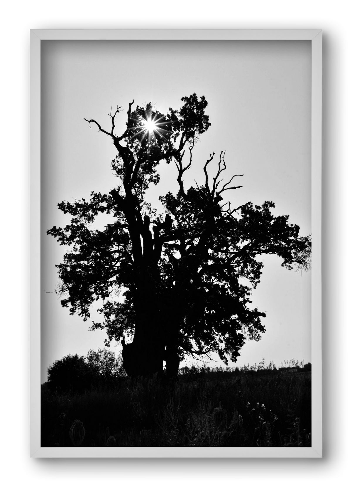 The Oak, 40x60 cm (40x60 cm), Fehér keret