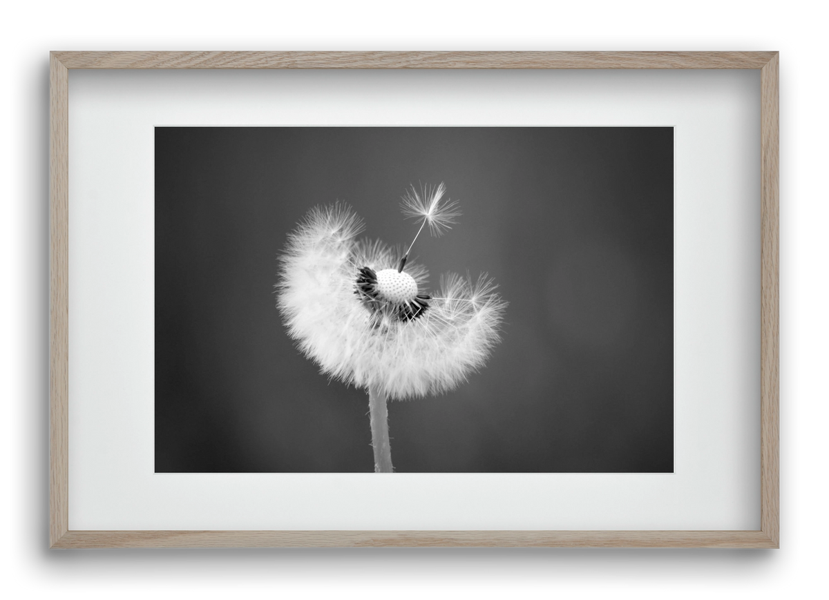 Loyalty, 60x40 cm (45x30 cm), Tölgy keret, paszpartuval