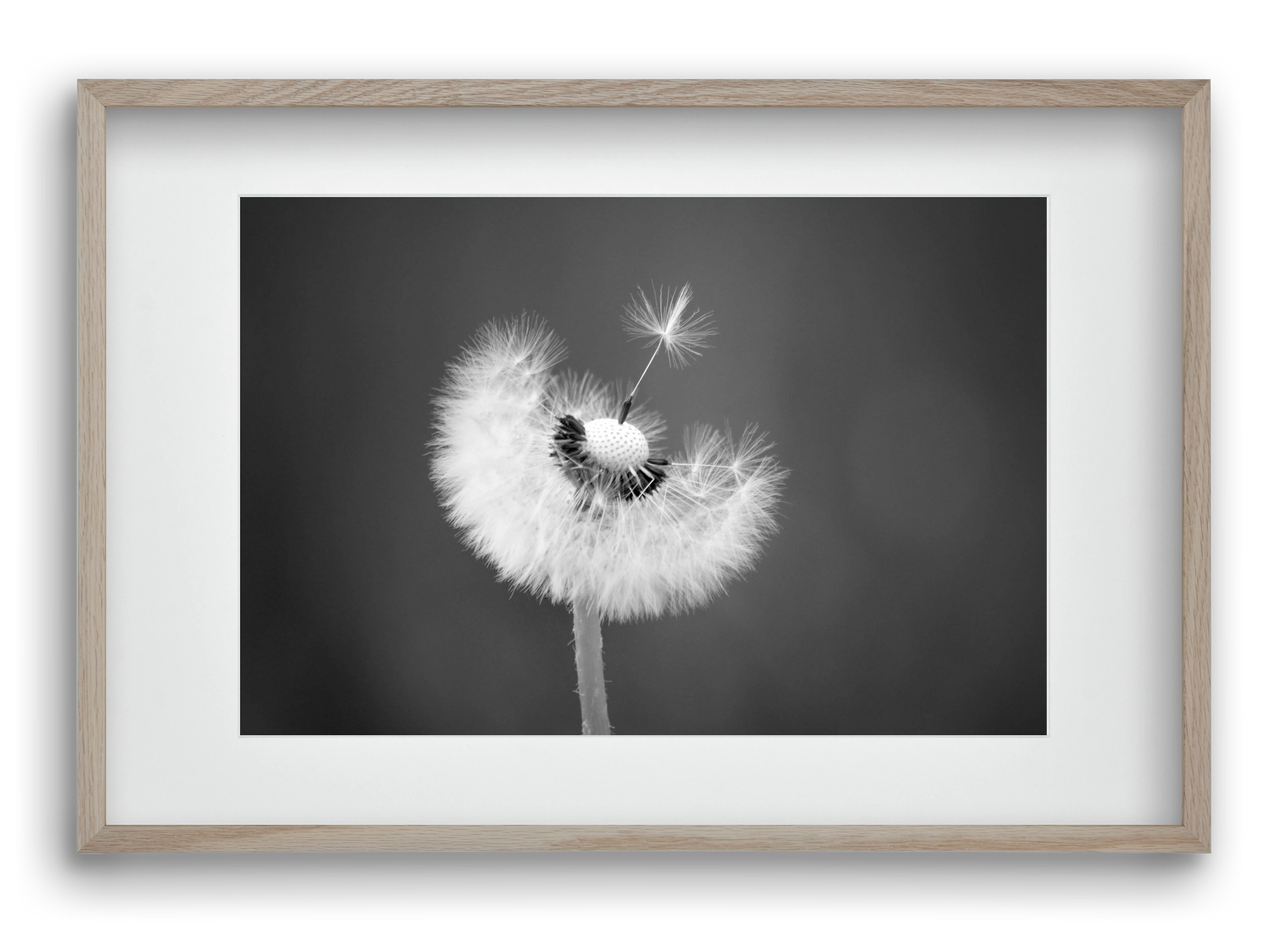 Loyalty, 60x40 cm (45x30 cm), Tölgy keret, paszpartuval