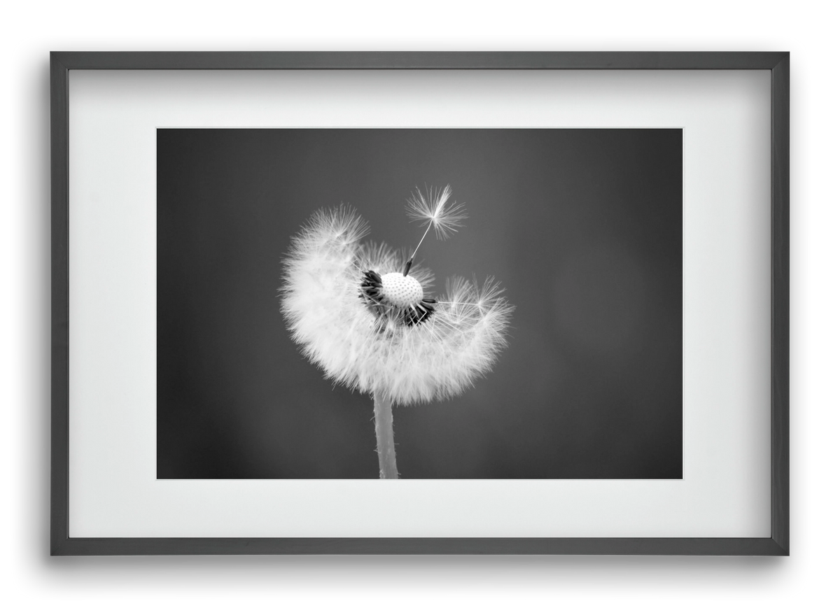 Loyalty, 60x40 cm (45x30 cm), Fekete keret, paszpartuval