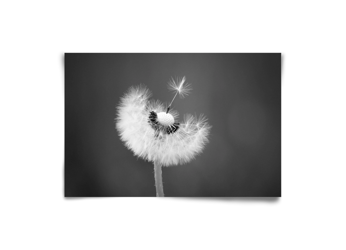 Loyalty, 30x20 cm, Keret nélkül