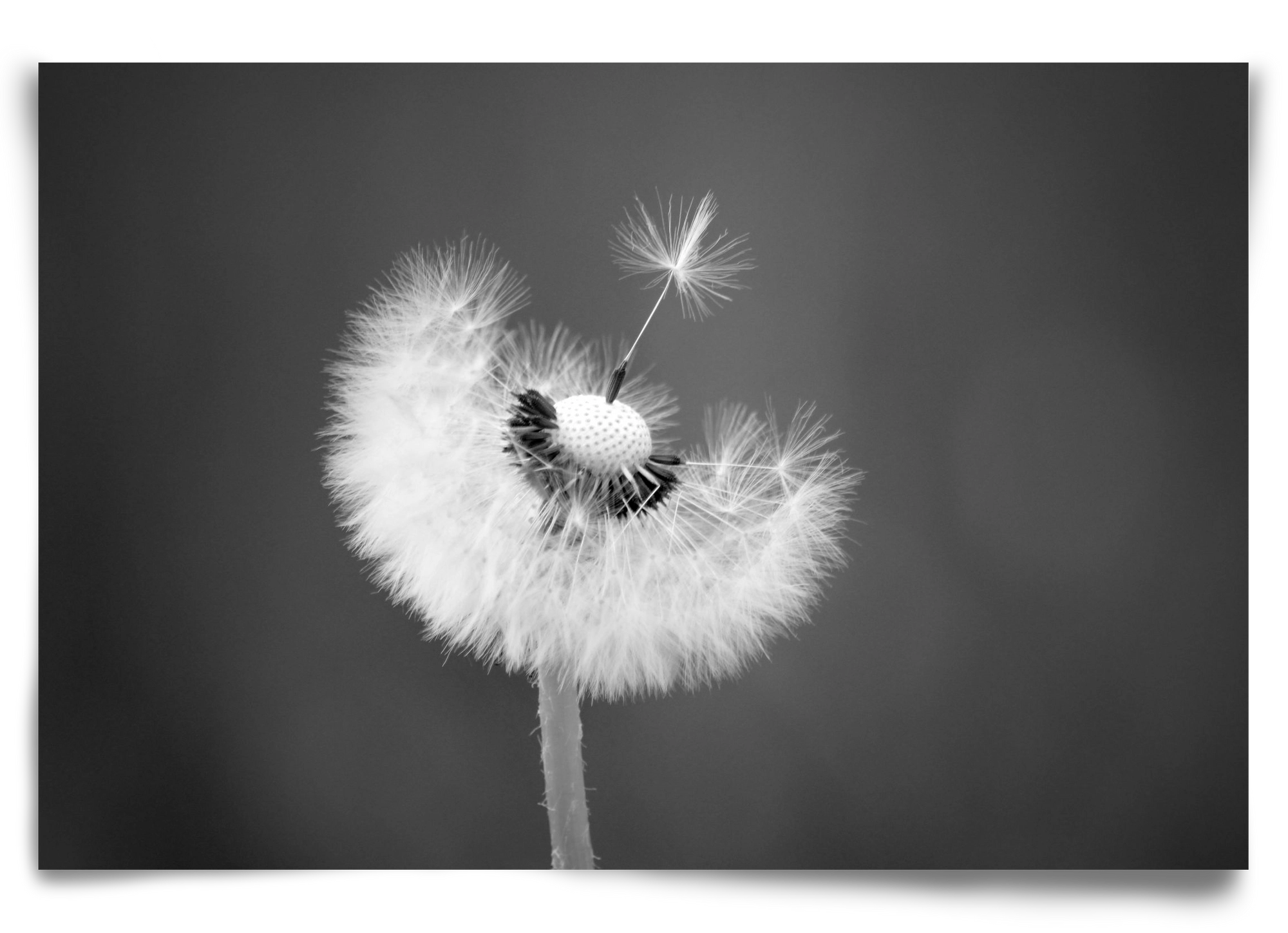 Loyalty, 90x60 cm, Keret nélkül