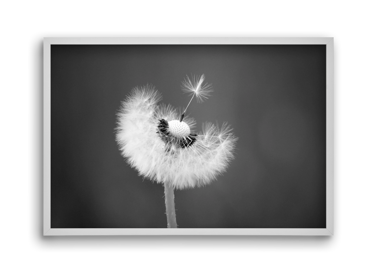 Loyalty, 45x30 cm (45x30 cm), Fehér keret