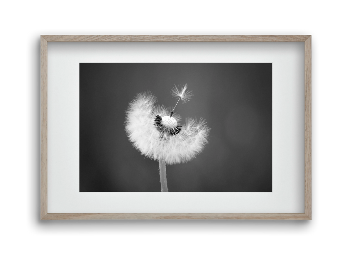 Loyalty, 45x30 cm (30x20 cm), Tölgy keret, paszpartuval