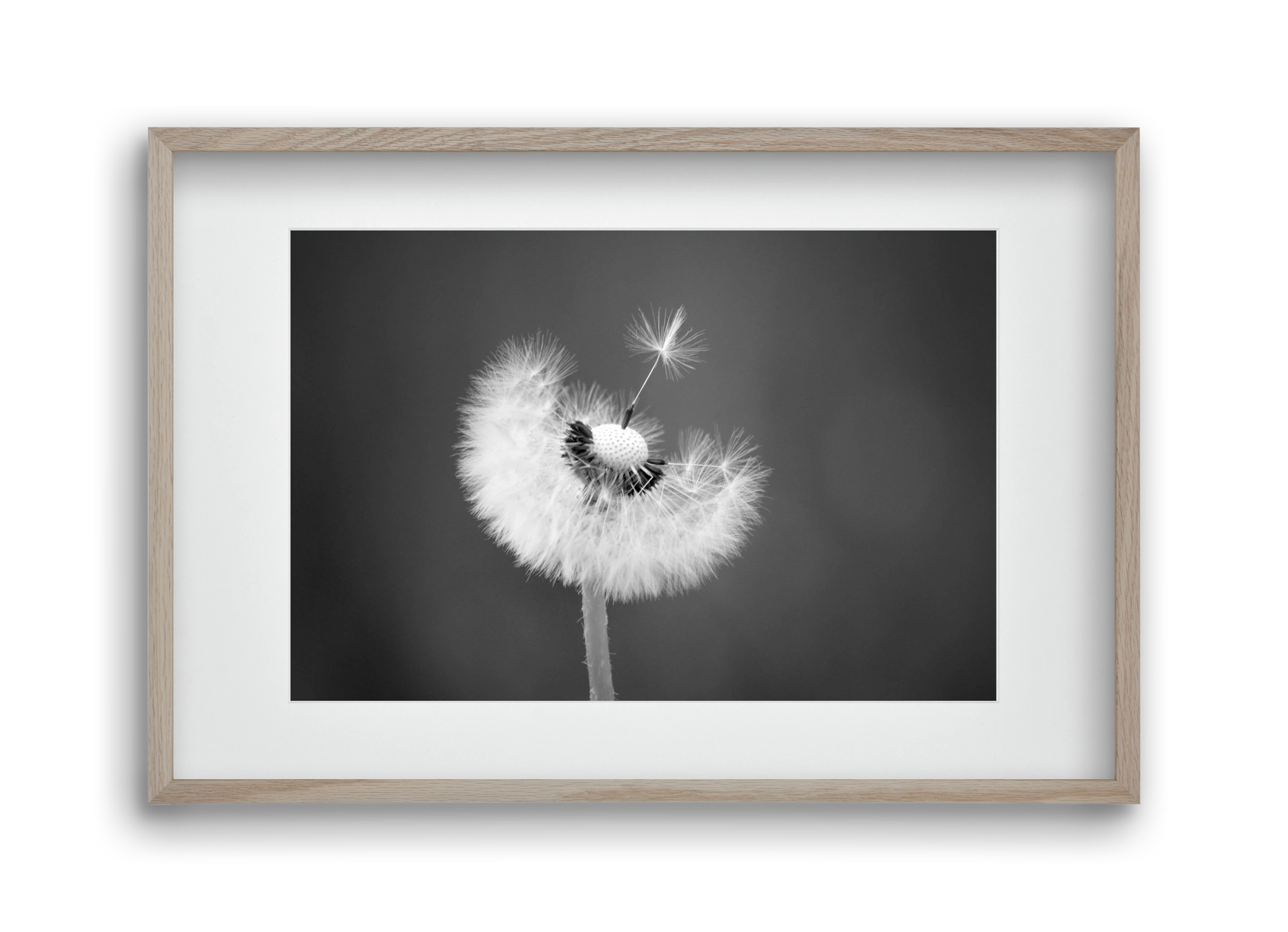 Loyalty, 45x30 cm (30x20 cm), Tölgy keret, paszpartuval