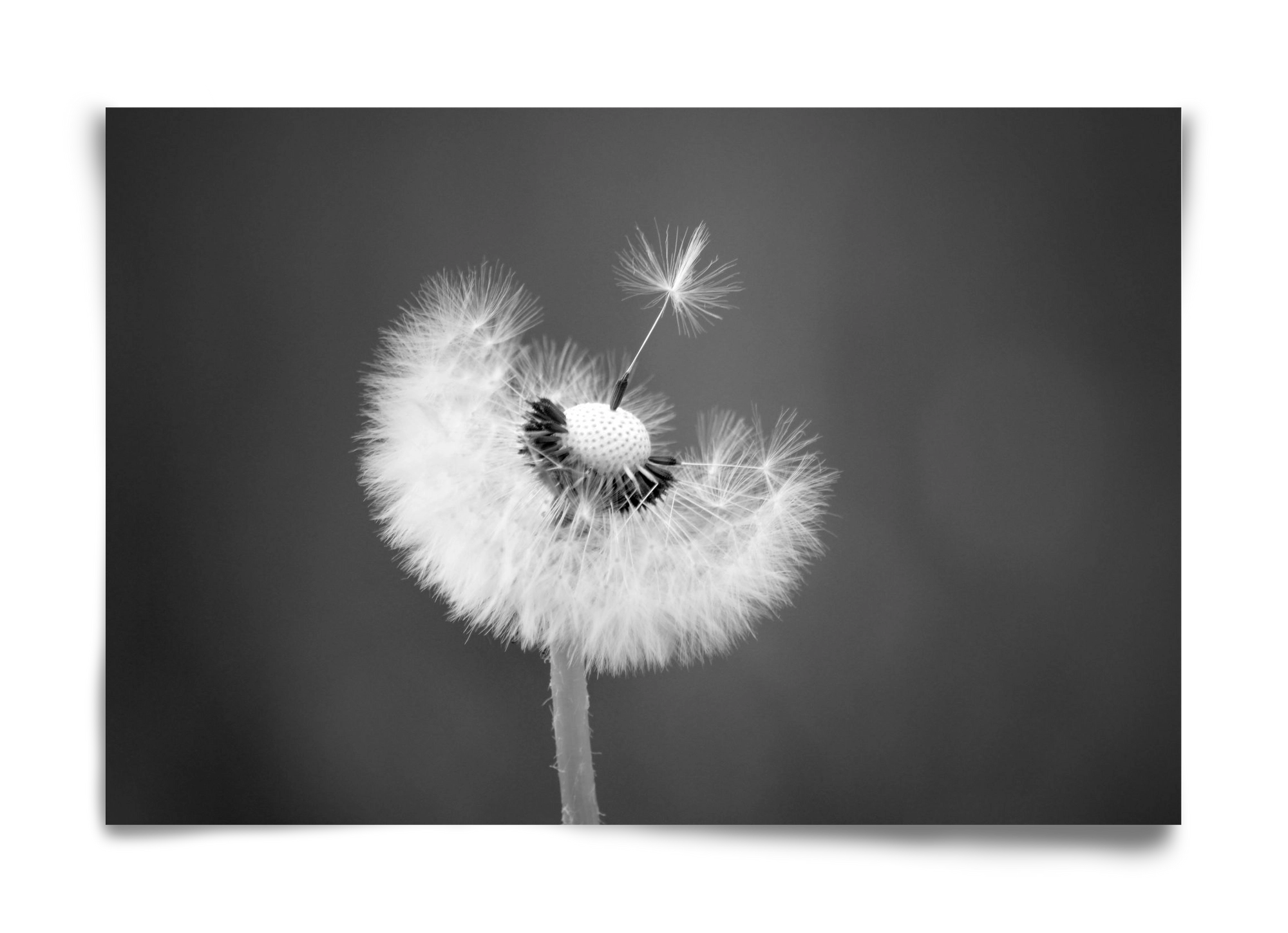 Loyalty, 60x40 cm, Keret nélkül