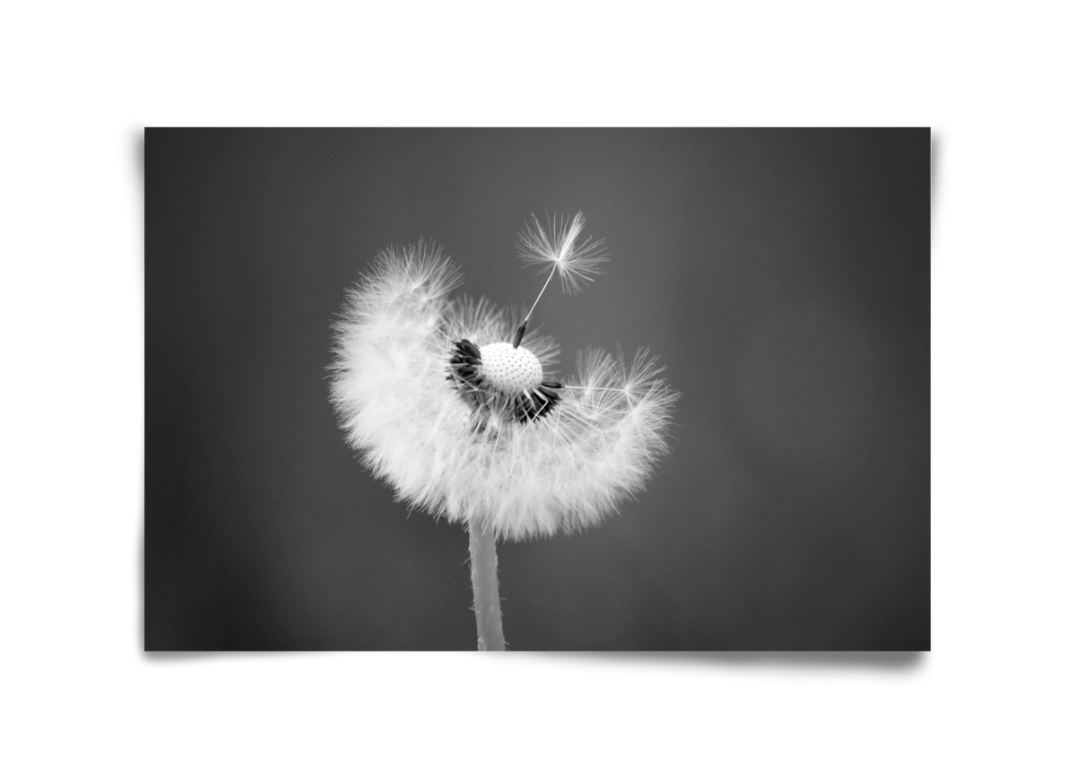 Loyalty, 45x30 cm, Keret nélkül