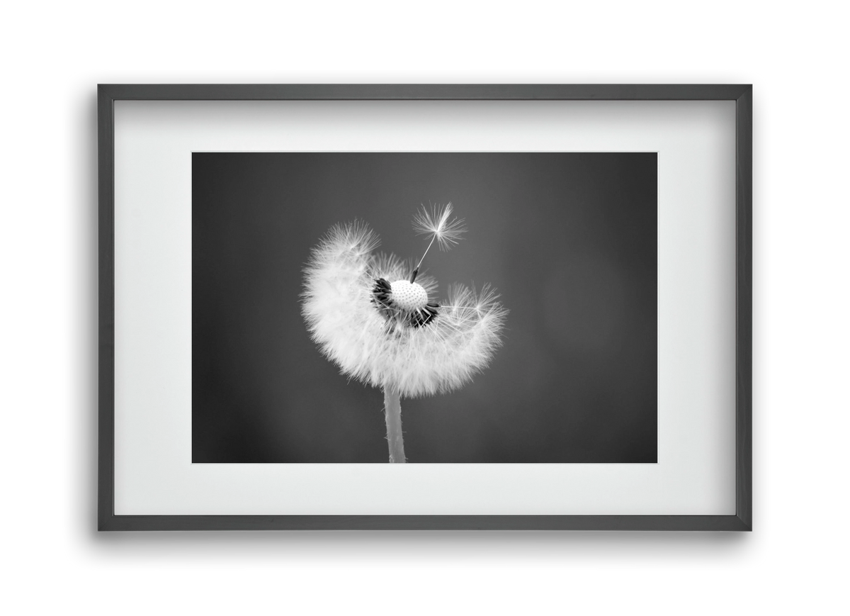 Loyalty, 45x30 cm (30x20 cm), Fekete keret, paszpartuval