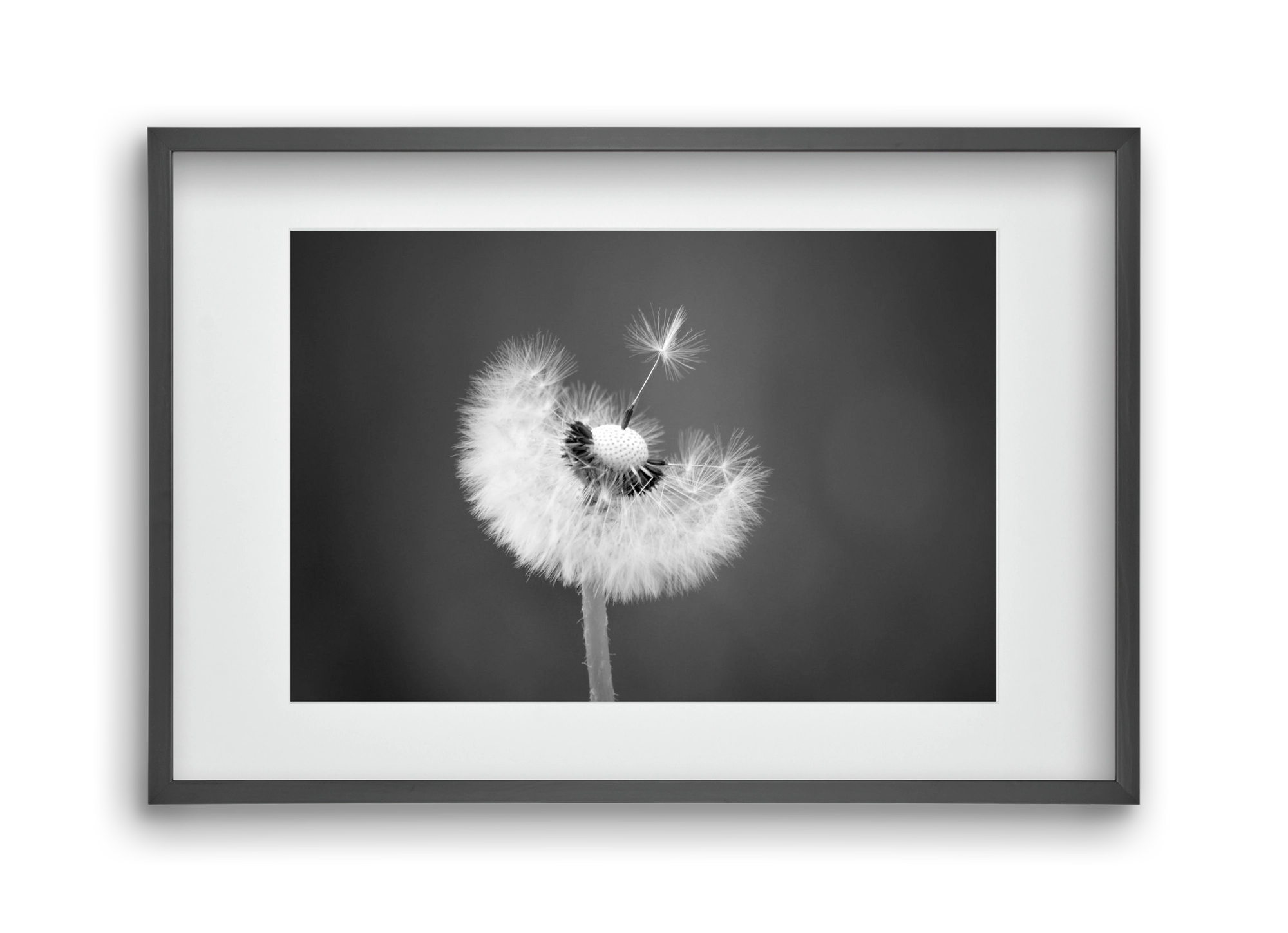 Loyalty, 45x30 cm (30x20 cm), Fekete keret, paszpartuval