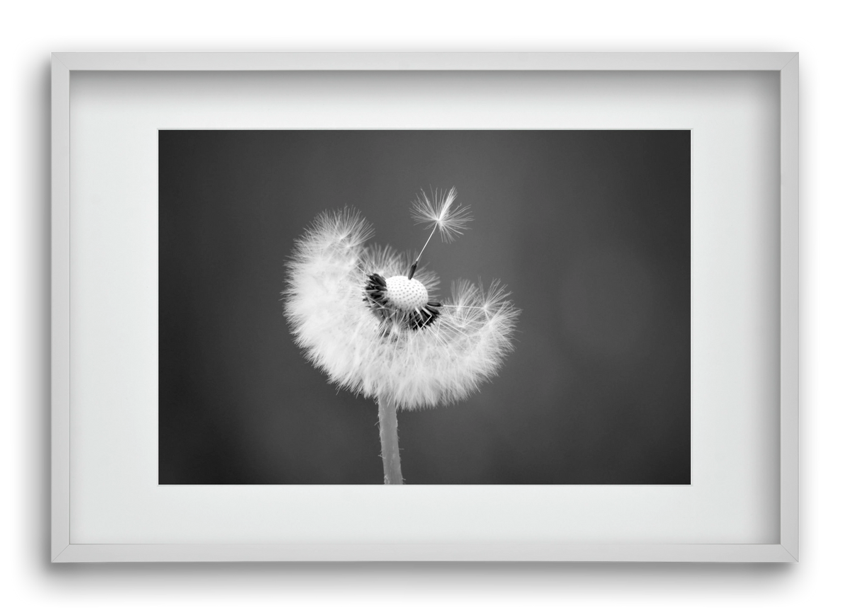 Loyalty, 60x40 cm (45x30 cm), Fehér keret, paszpartuval