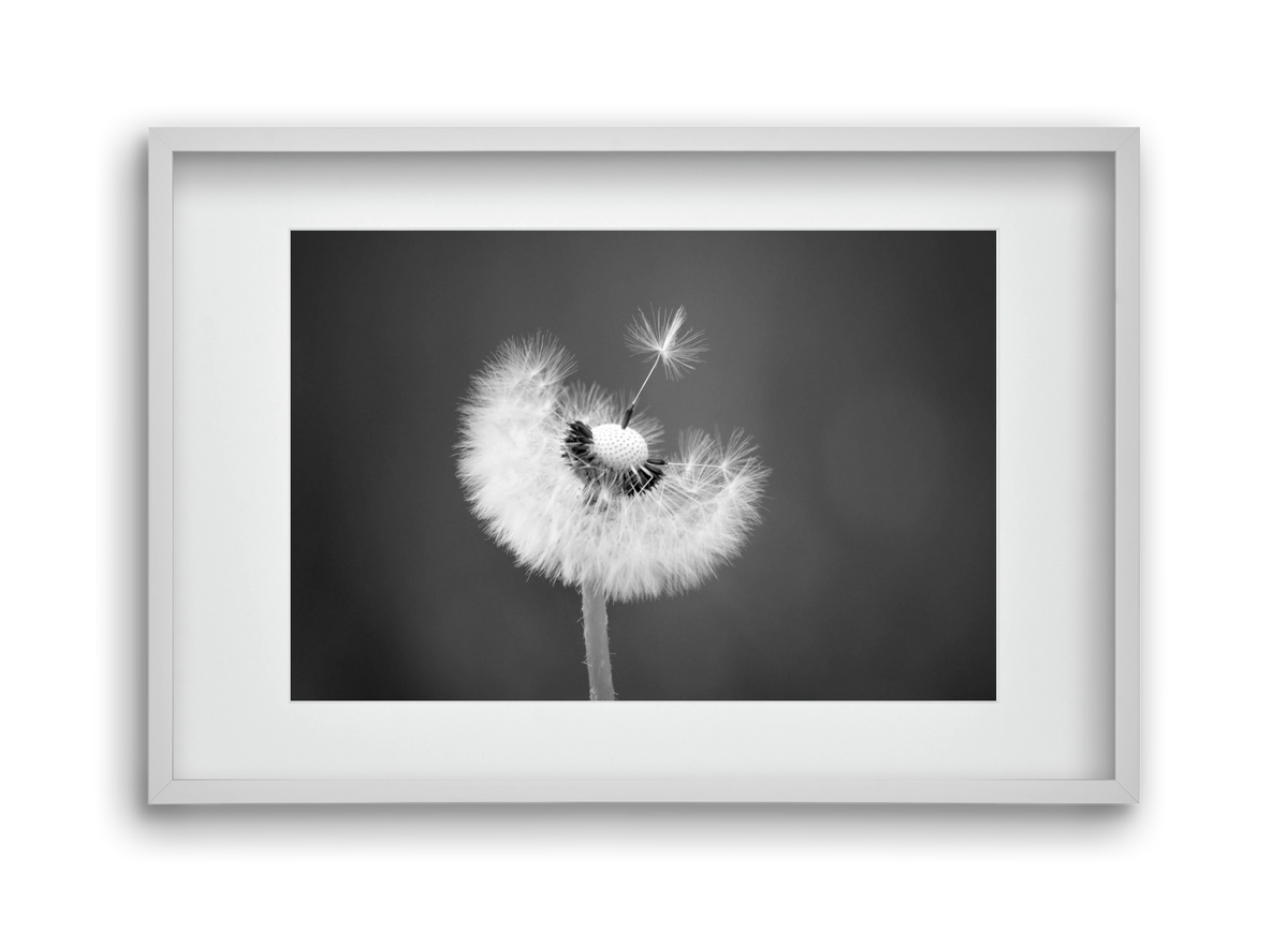 Loyalty, 45x30 cm (30x20 cm), Fehér keret, paszpartuval