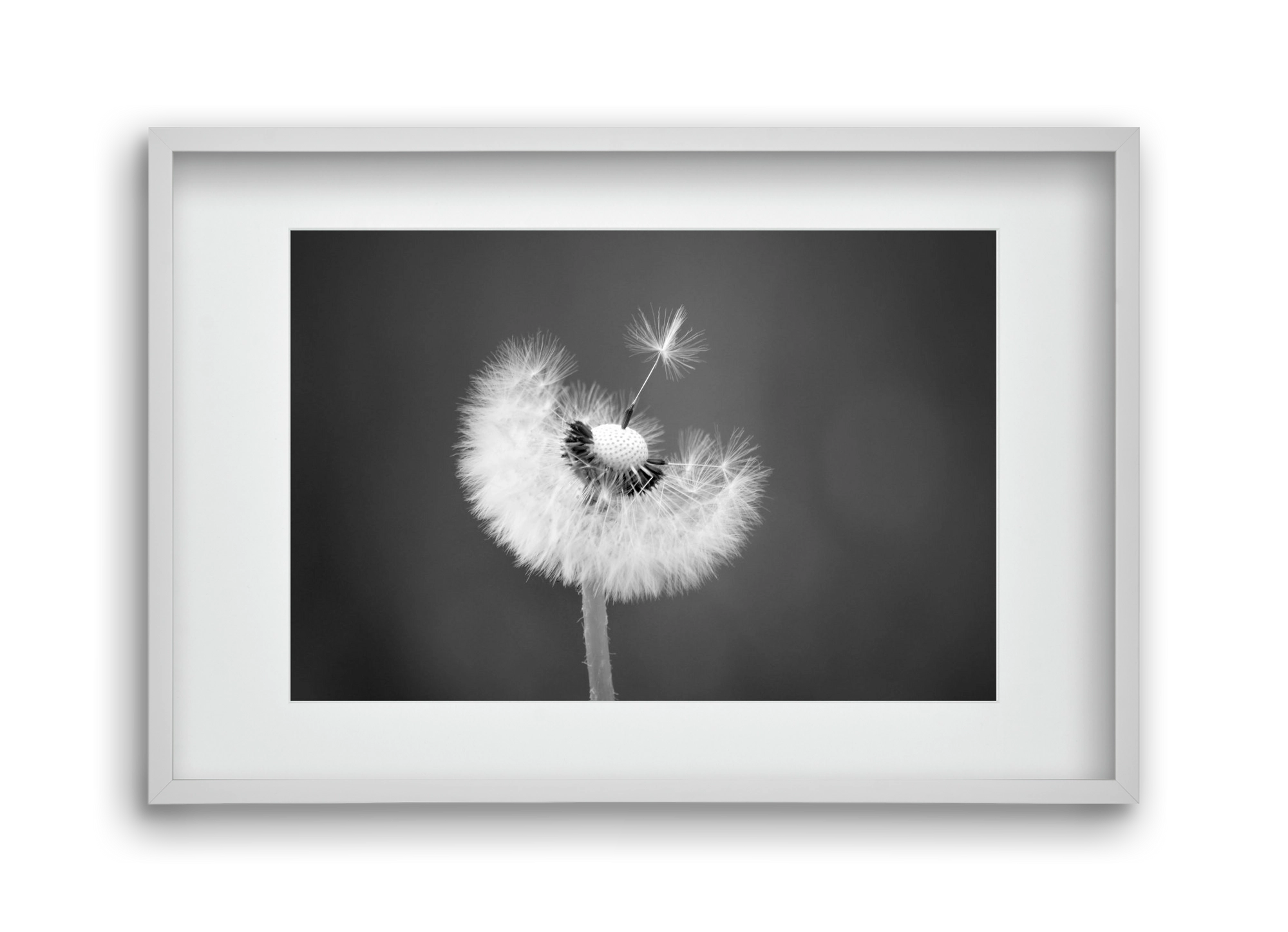 Loyalty, 45x30 cm (30x20 cm), Fehér keret, paszpartuval