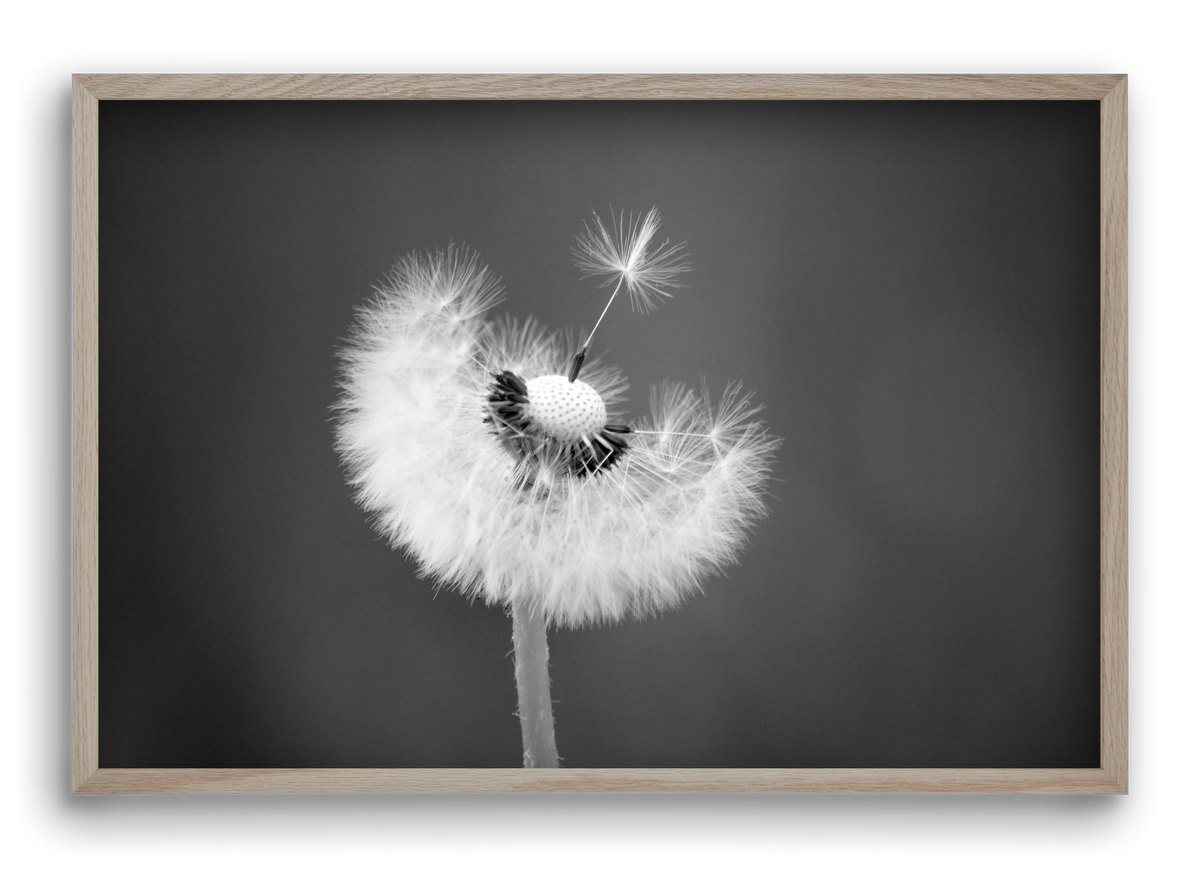 Loyalty, 60x40 cm (60x40 cm), Tölgy keret