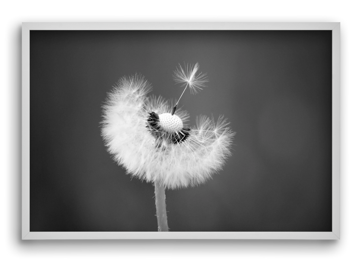 Loyalty, 60x40 cm (60x40 cm), Fehér keret