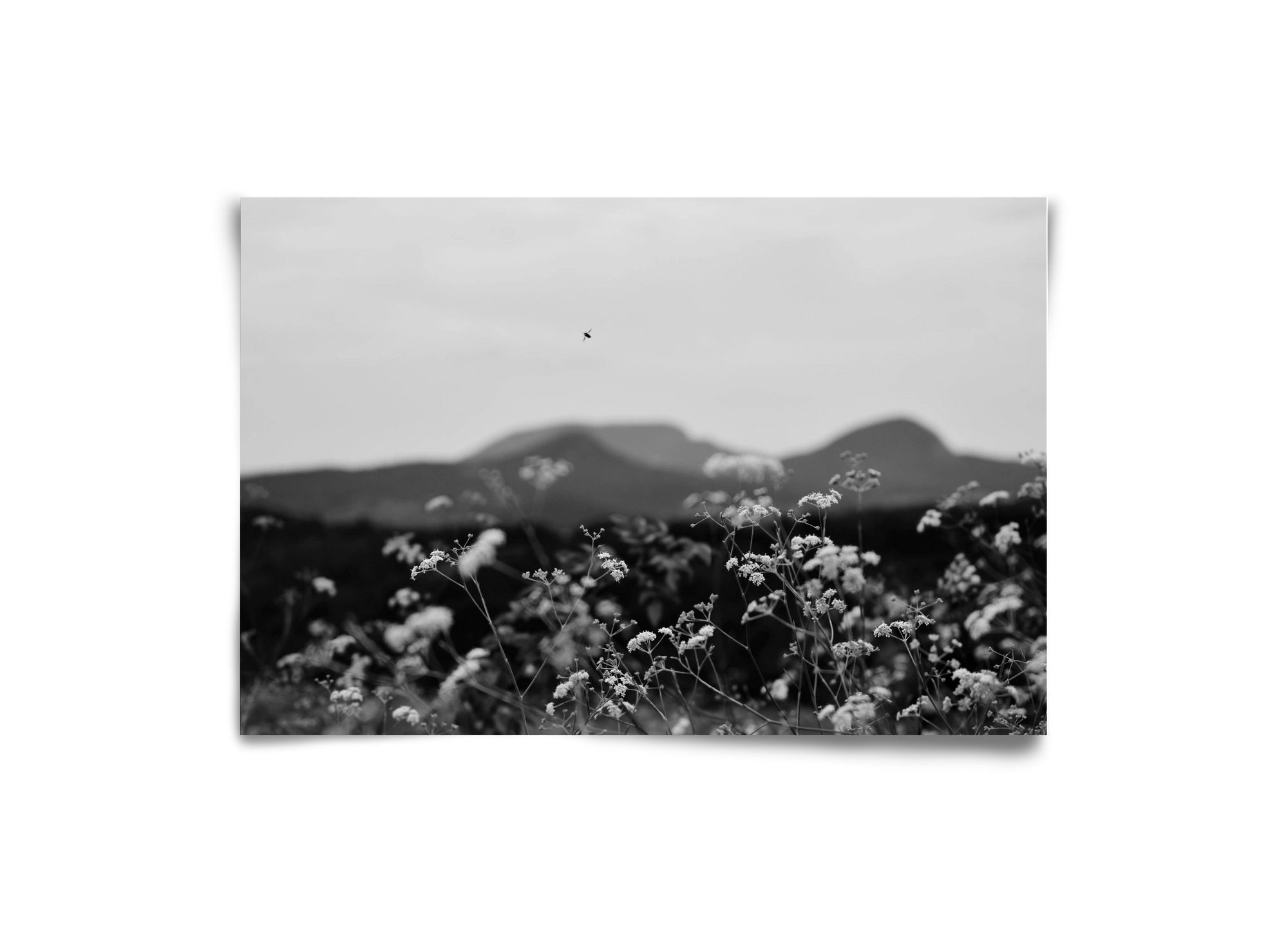 Low Giants, 30x20 cm, Keret nélkül