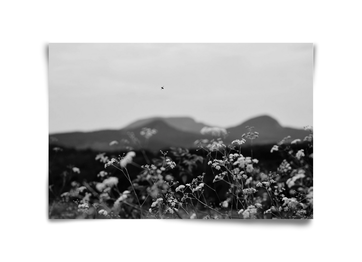 Low Giants, 45x30 cm, Keret nélkül