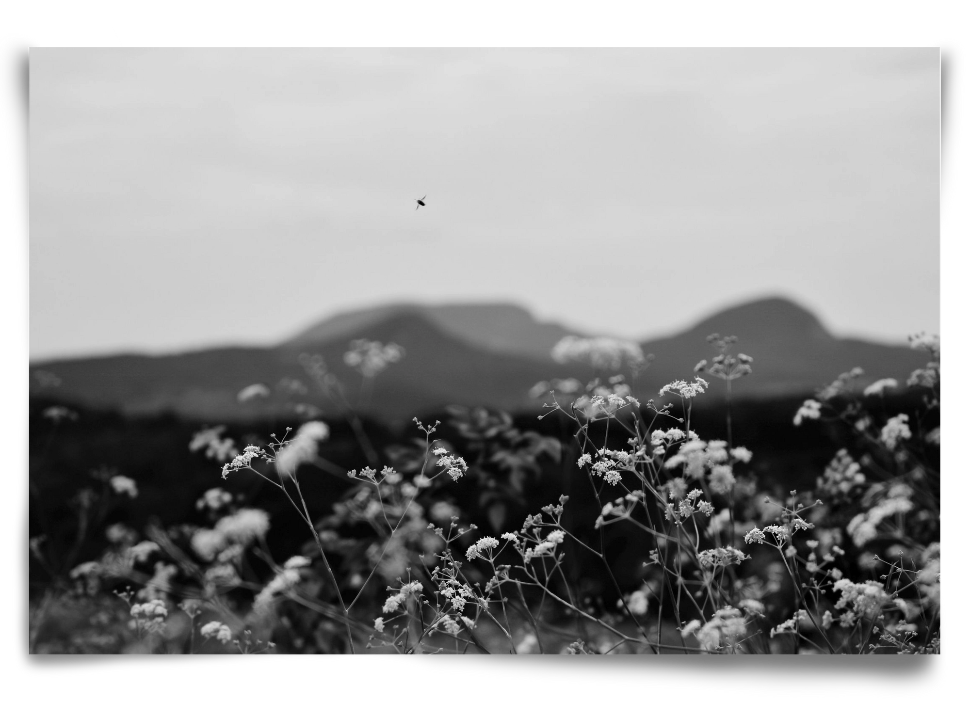 Low Giants, 90x60 cm, Keret nélkül