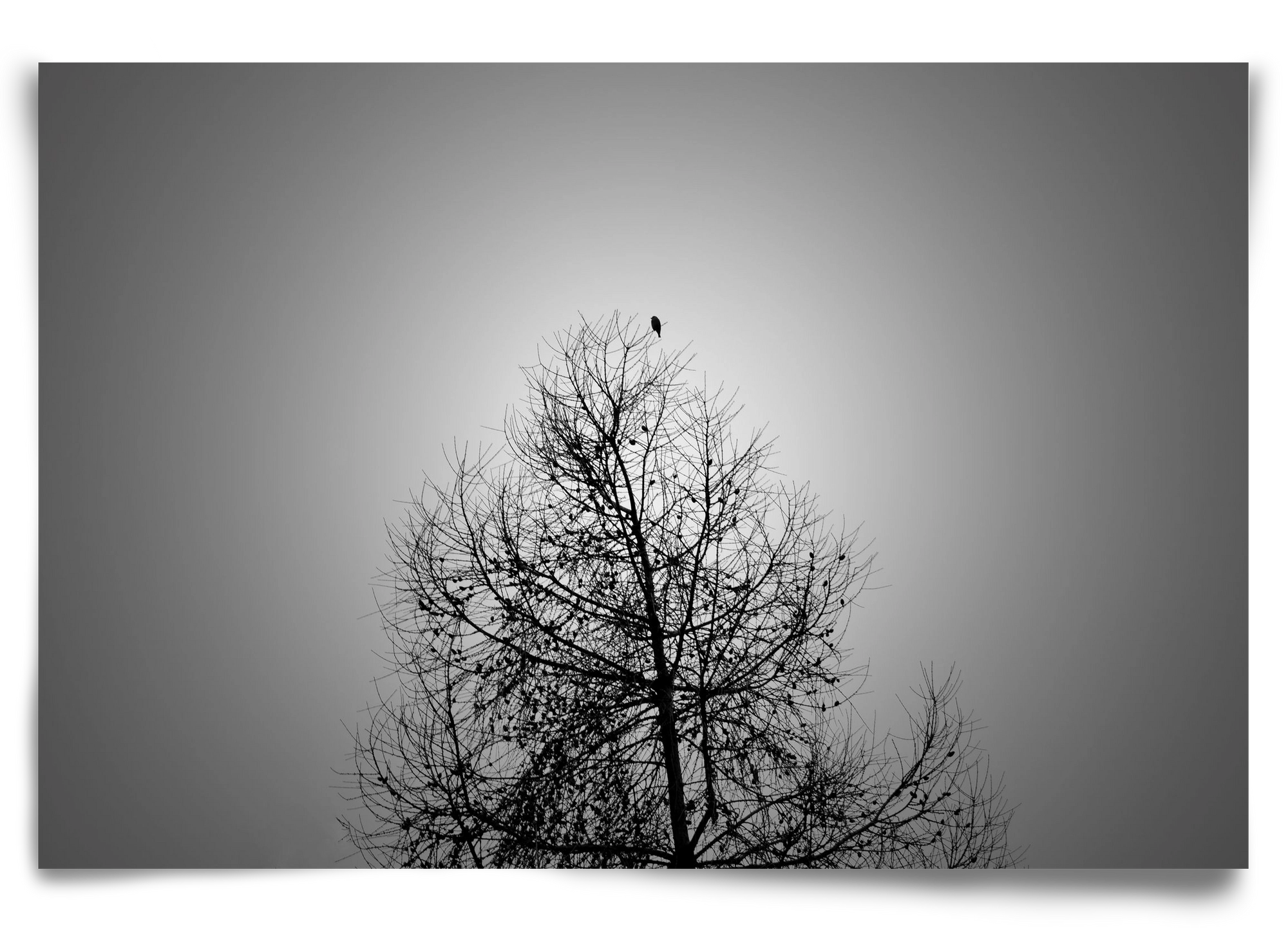 Aurora, 90x60 cm, Keret nélkül