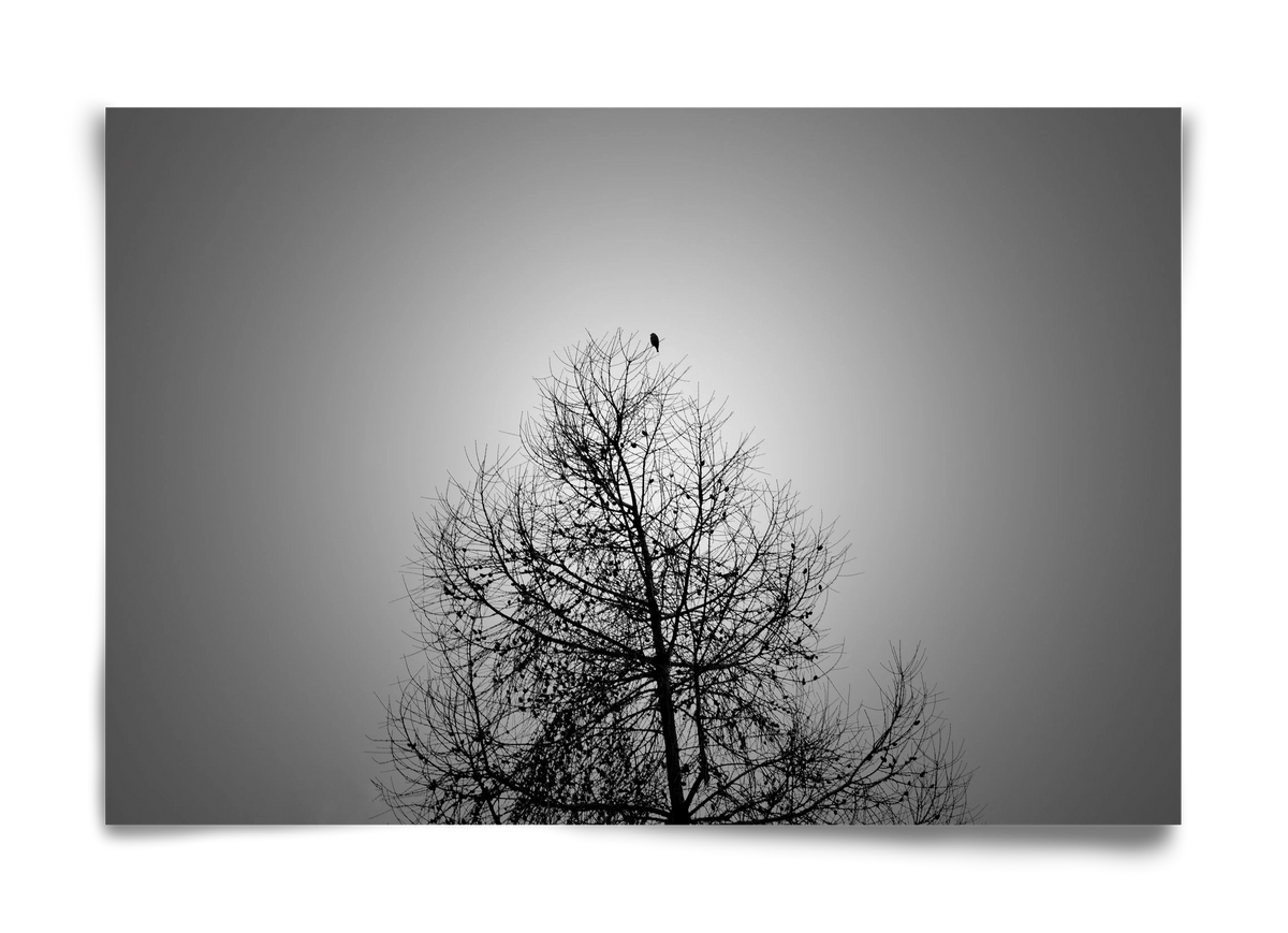 Aurora, 60x40 cm, Keret nélkül