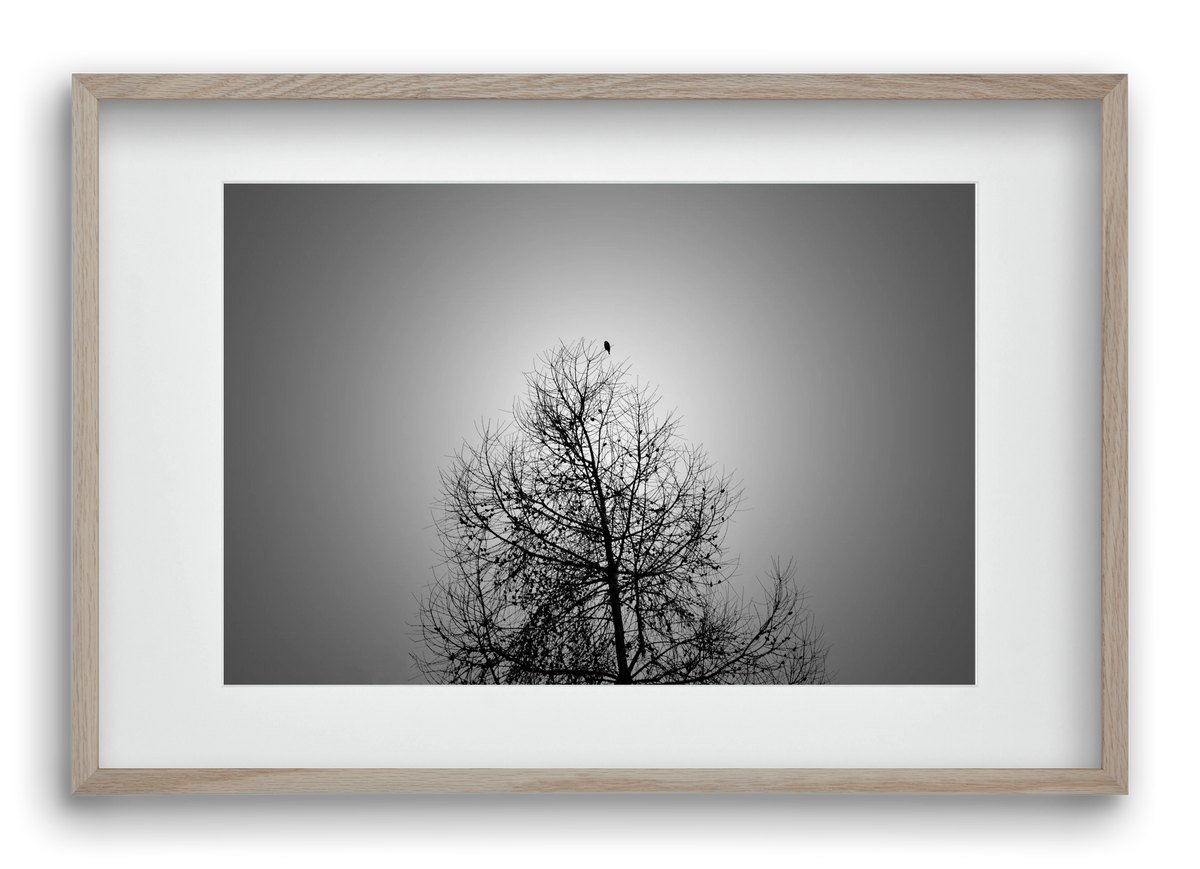 Aurora, 60x40 cm (45x30 cm), Tölgy keret, paszpartuval