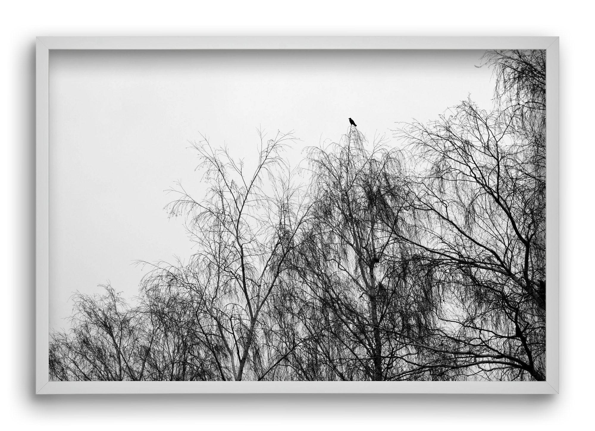 Poeta, 60x40 cm (60x40 cm), Fehér keret