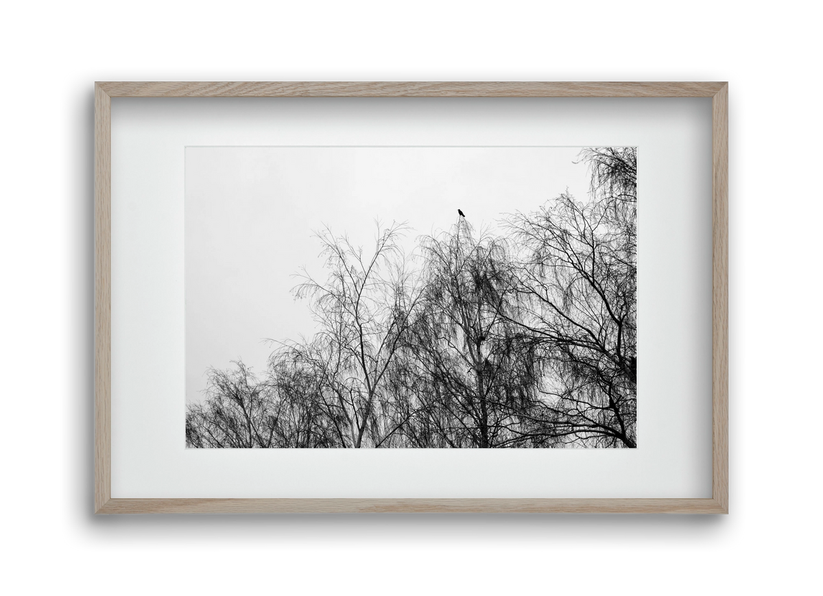 Poeta, 45x30 cm (30x20 cm), Tölgy keret, paszpartuval