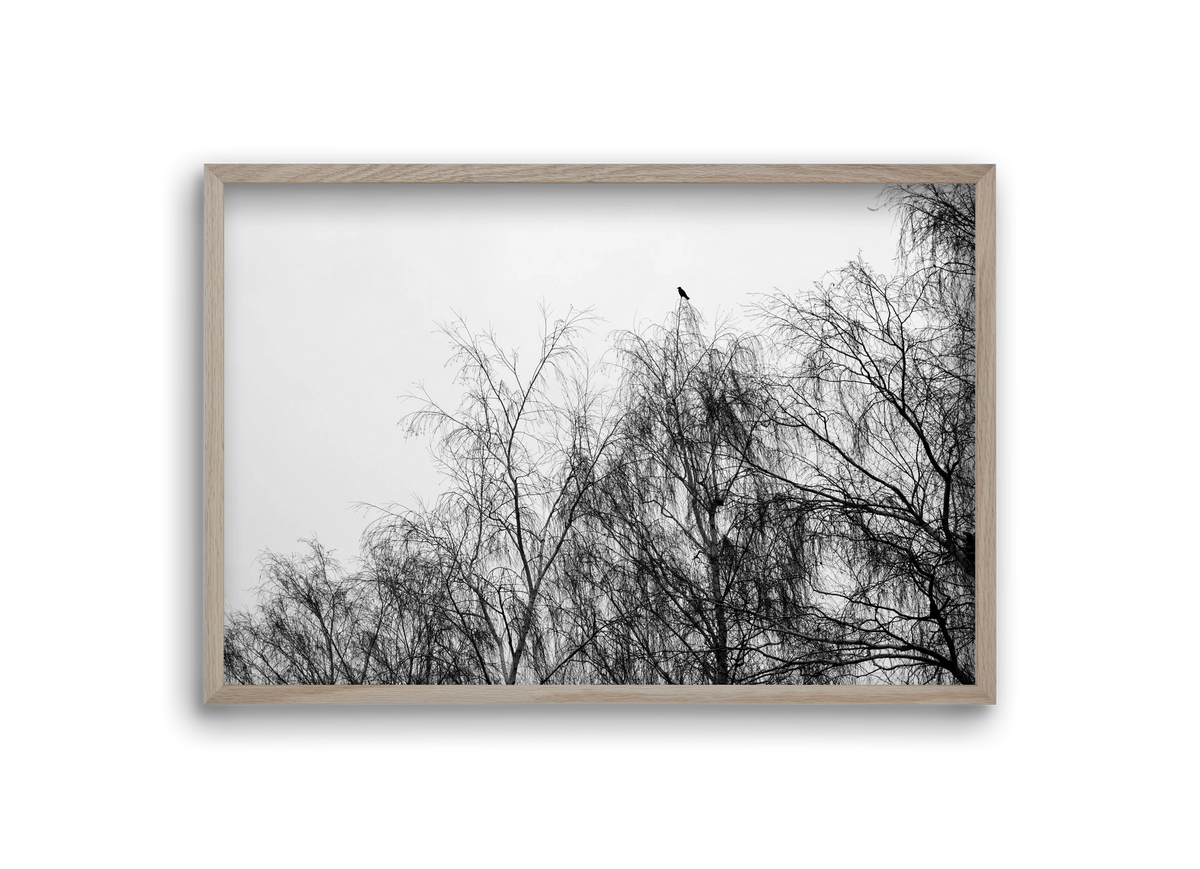 Poeta, 30x20 cm (30x20 cm), Tölgy keret