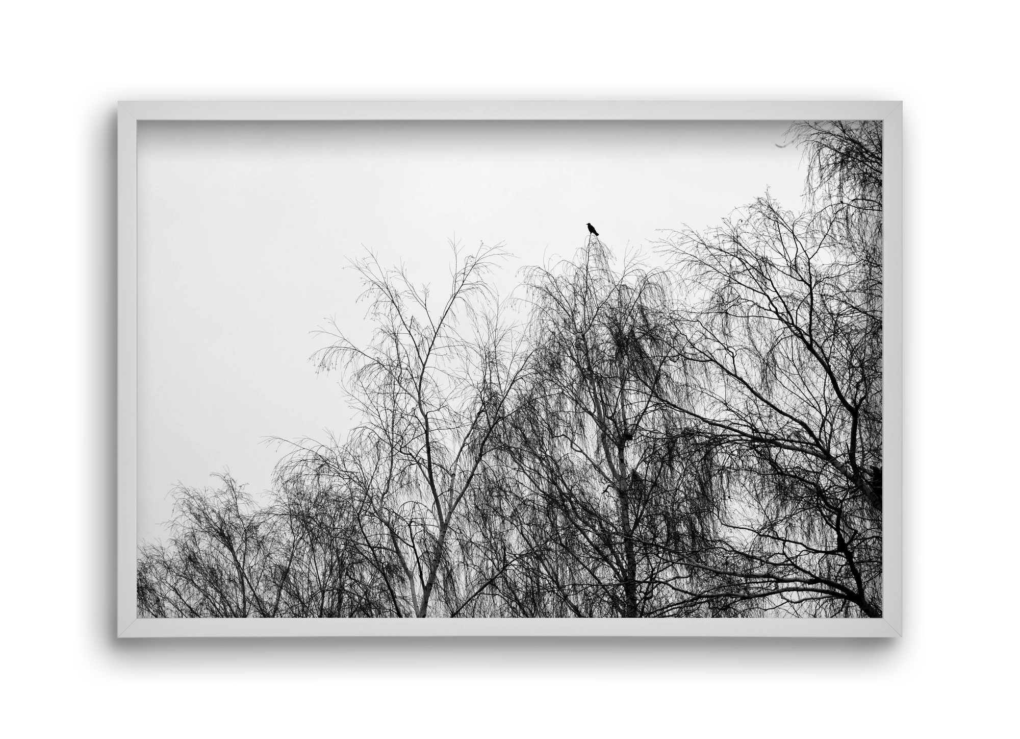 Poeta, 45x30 cm (45x30 cm), Fehér keret