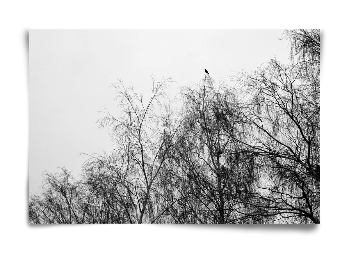 Poeta, 60x40 cm, Keret nélkül