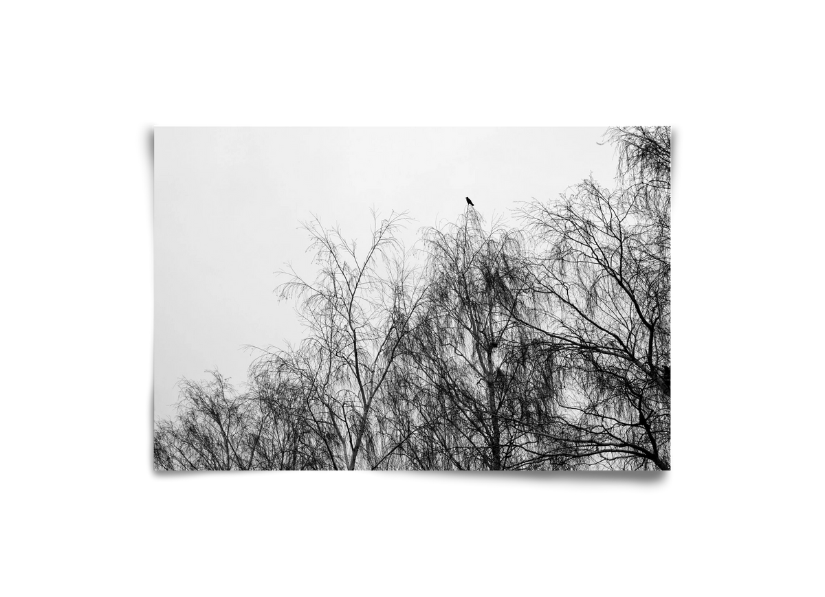 Poeta, 30x20 cm, Keret nélkül