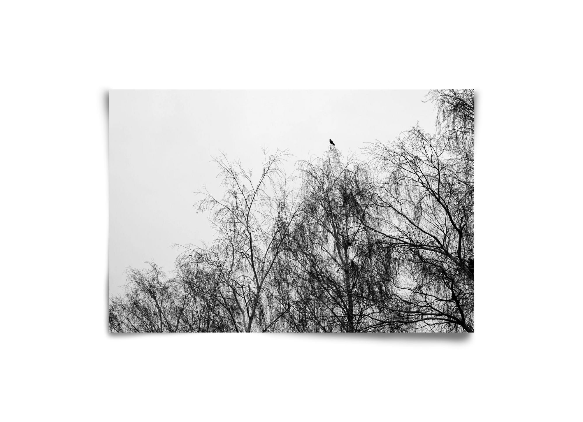 Poeta, 30x20 cm, Keret nélkül