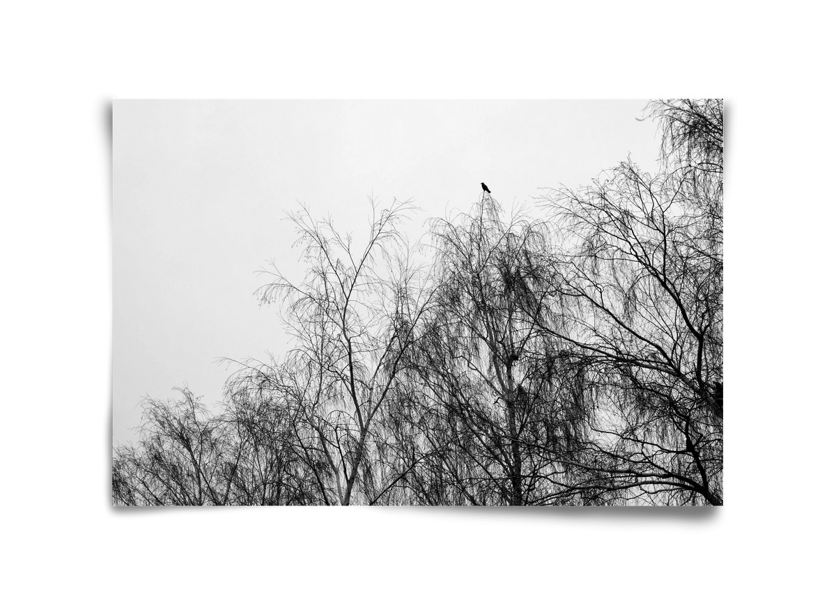 Poeta, 45x30 cm, Keret nélkül