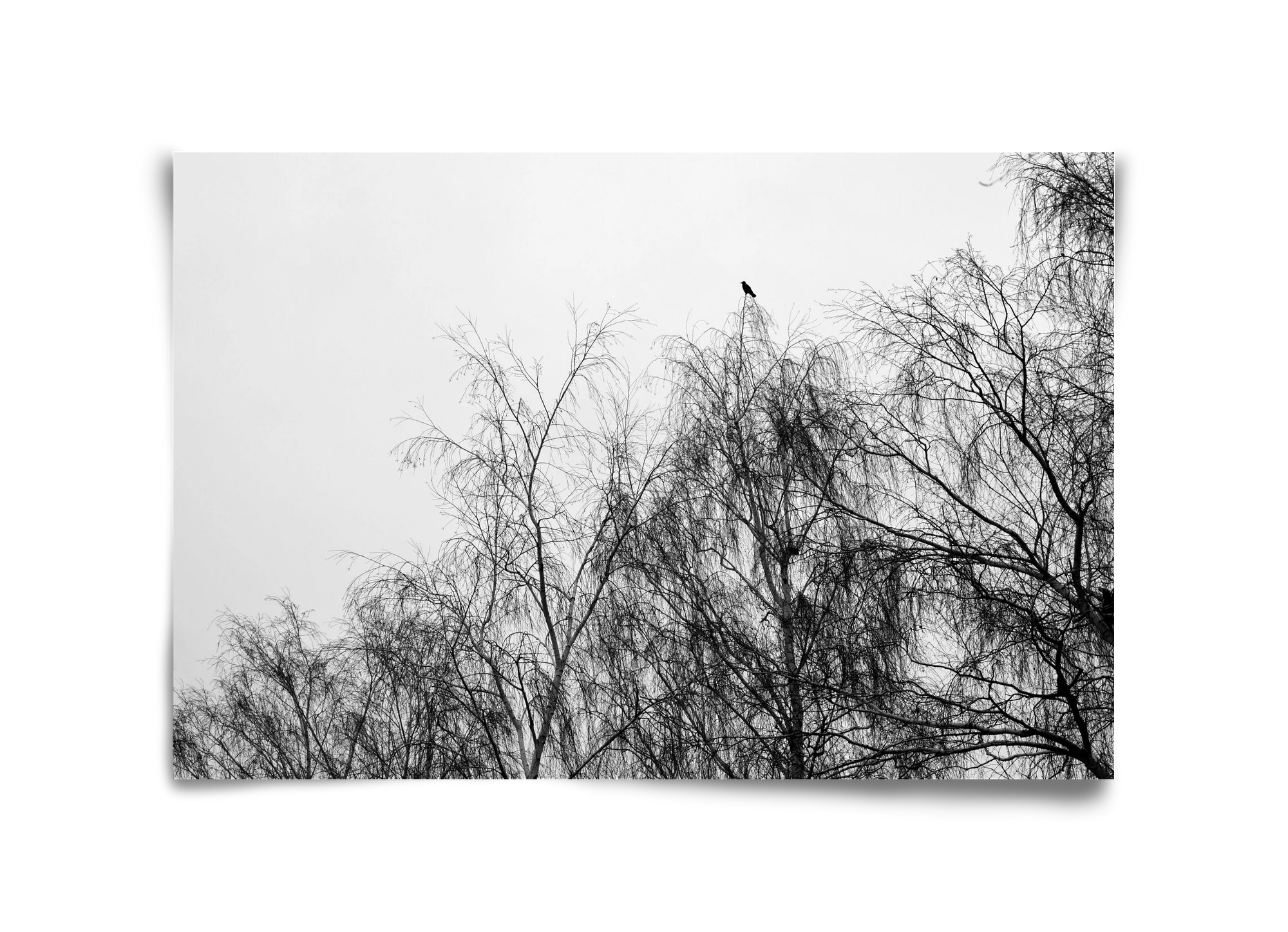 Poeta, 45x30 cm, Keret nélkül