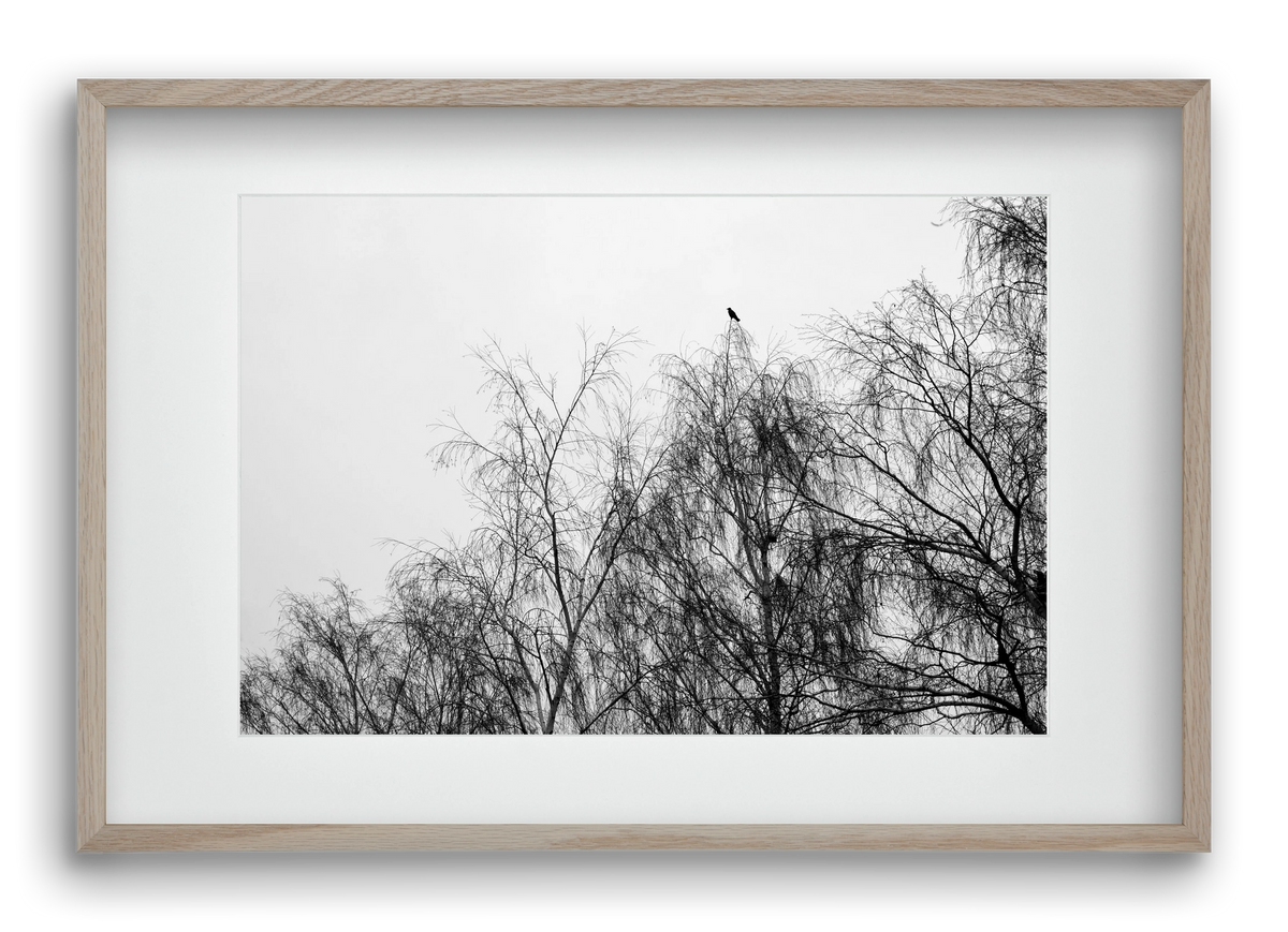 Poeta, 60x40 cm (45x30 cm), Tölgy keret, paszpartuval