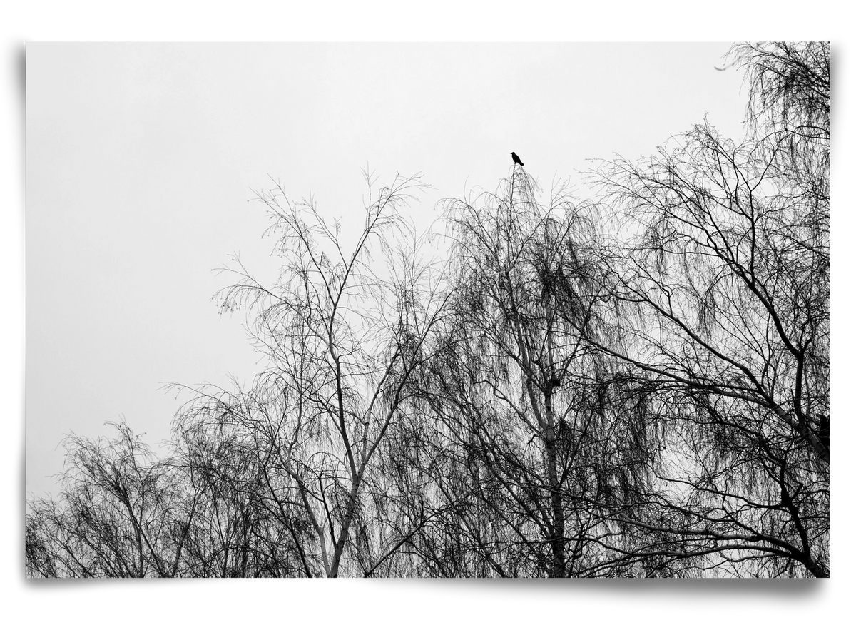 Poeta, 90x60 cm, Keret nélkül