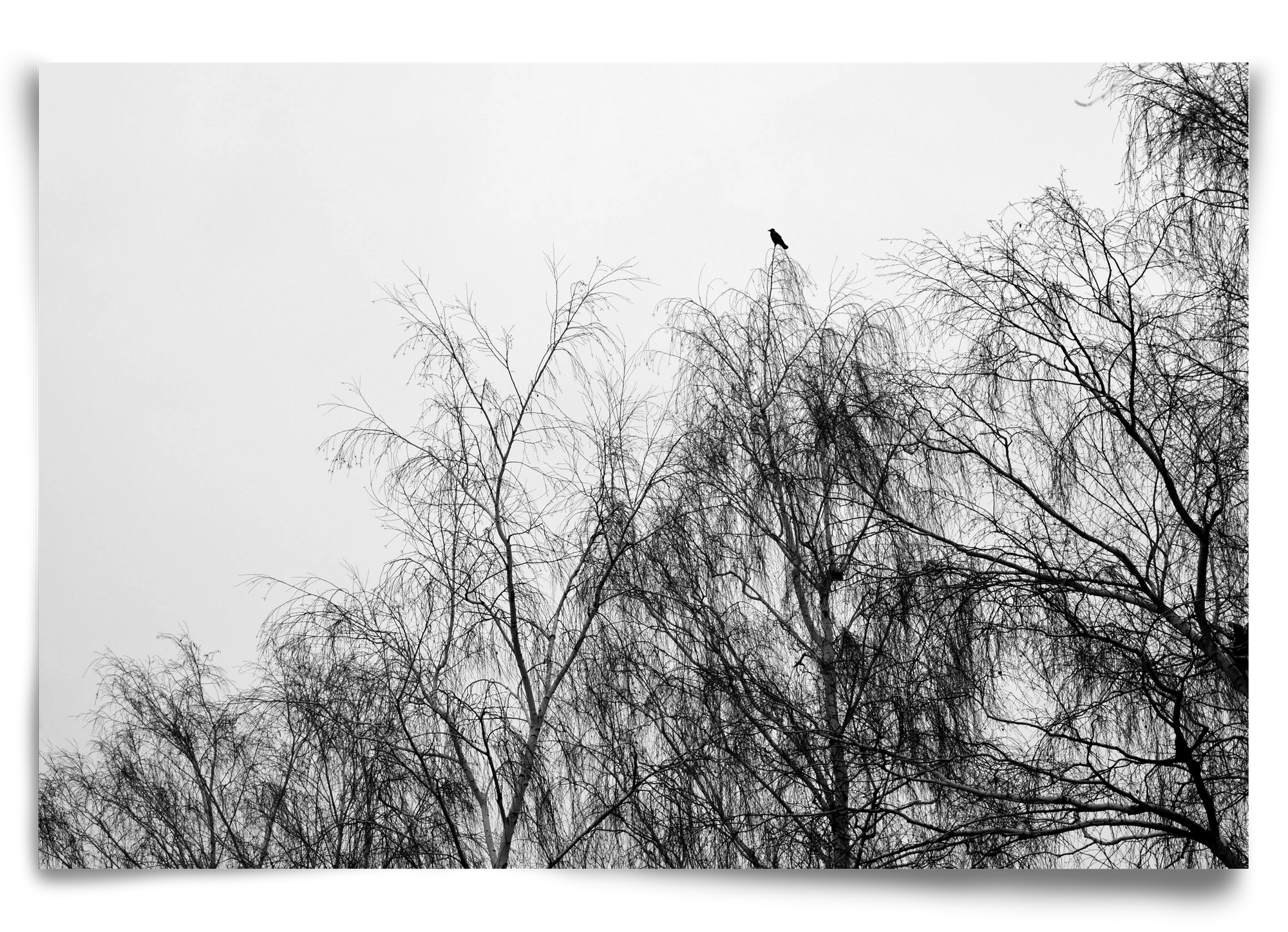 Poeta, 90x60 cm, Keret nélkül