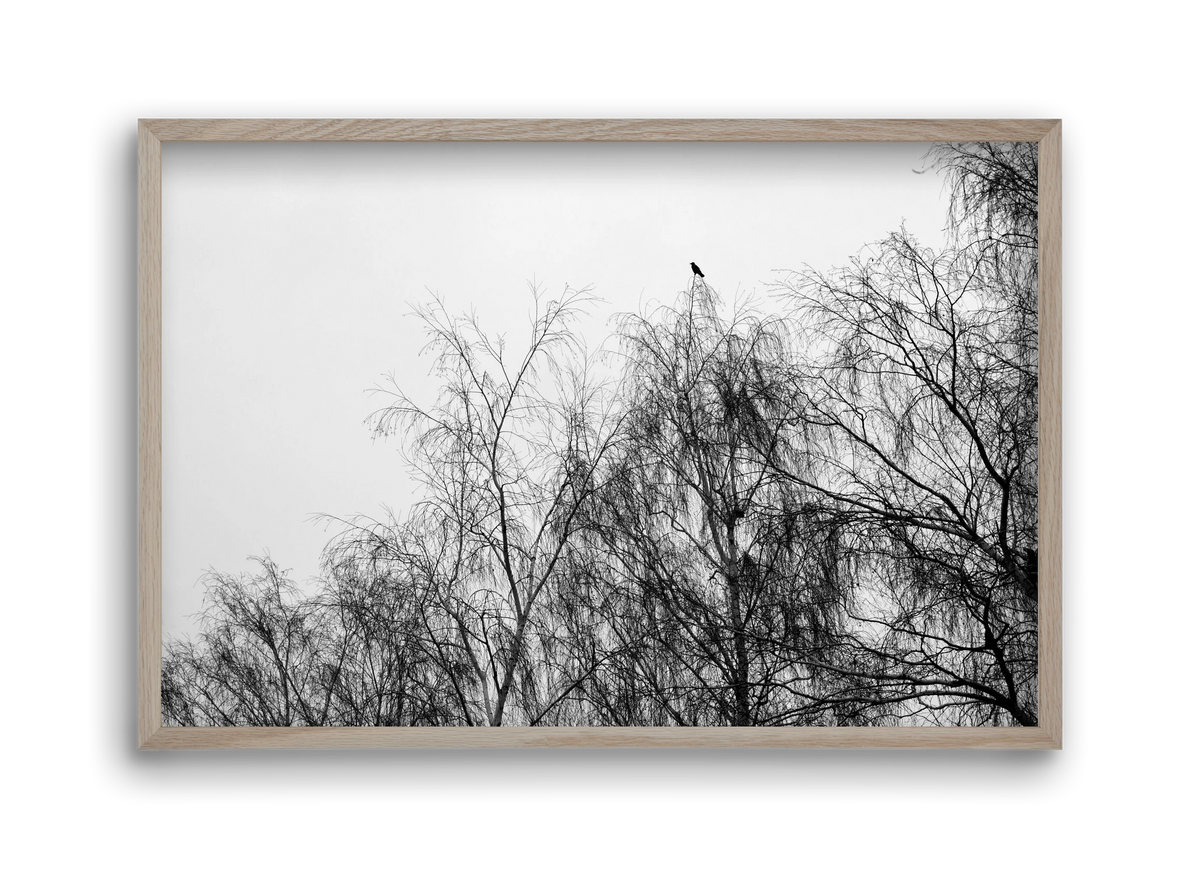 Poeta, 45x30 cm (45x30 cm), Tölgy keret