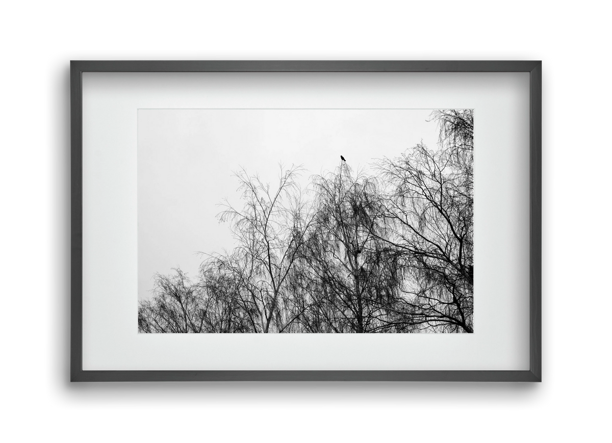 Poeta, 45x30 cm (30x20 cm), Fekete keret, paszpartuval