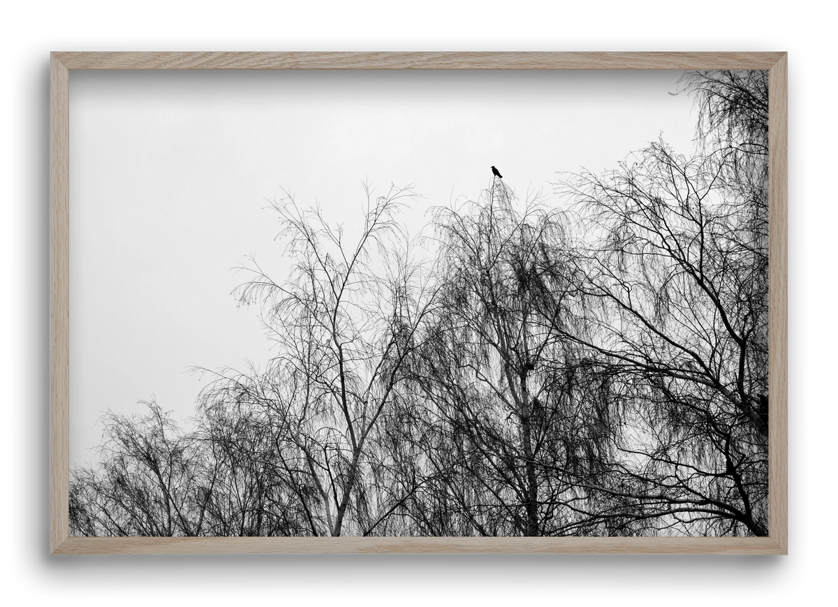 Poeta, 60x40 cm (60x40 cm), Tölgy keret
