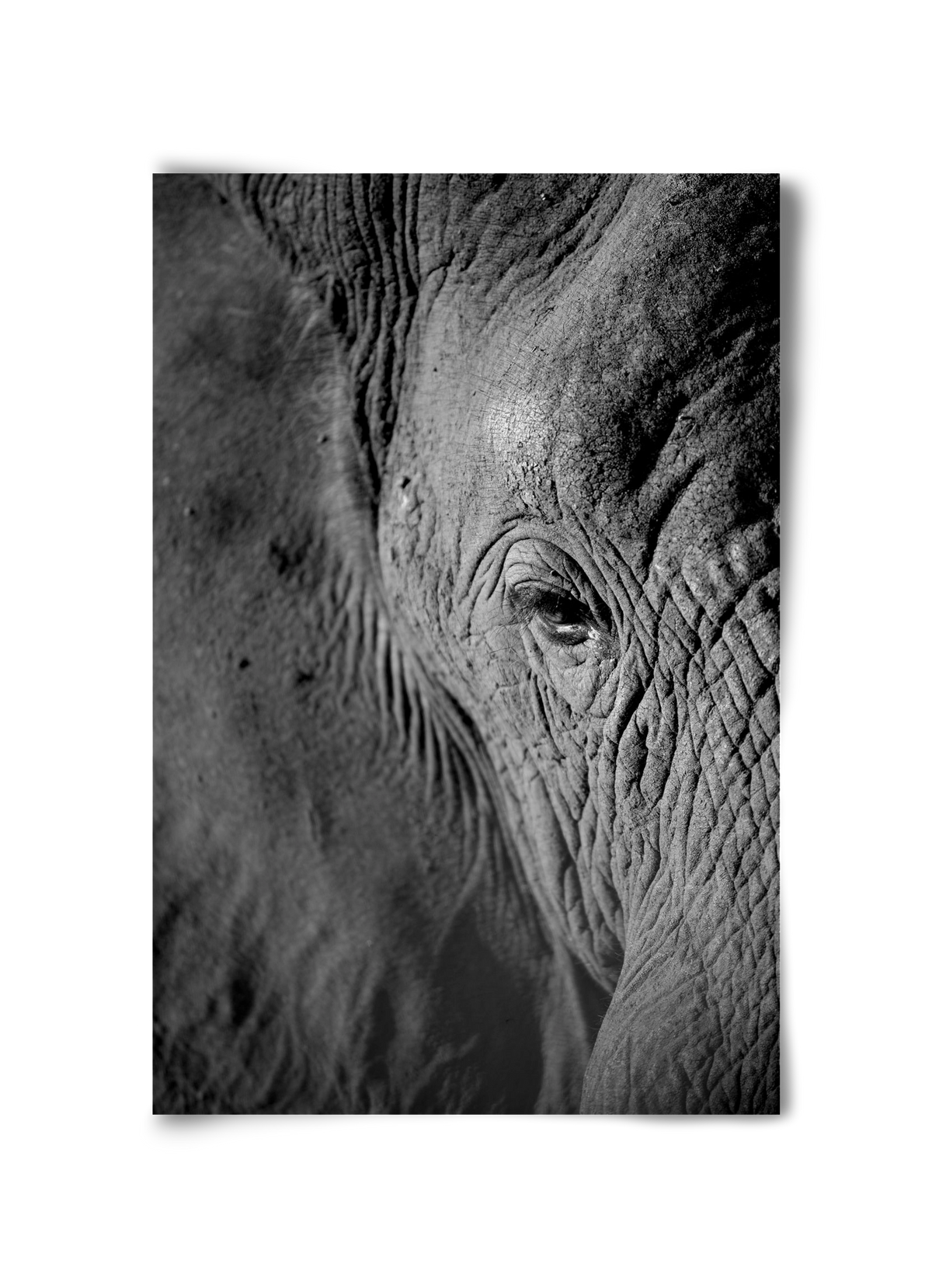 african dream, 30x45 cm, Keret nélkül