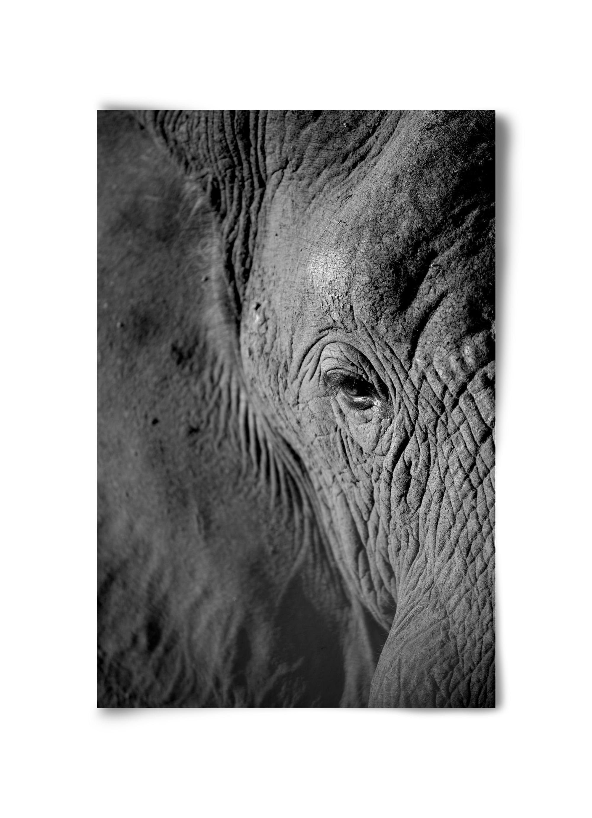 african dream, 30x45 cm, Keret nélkül