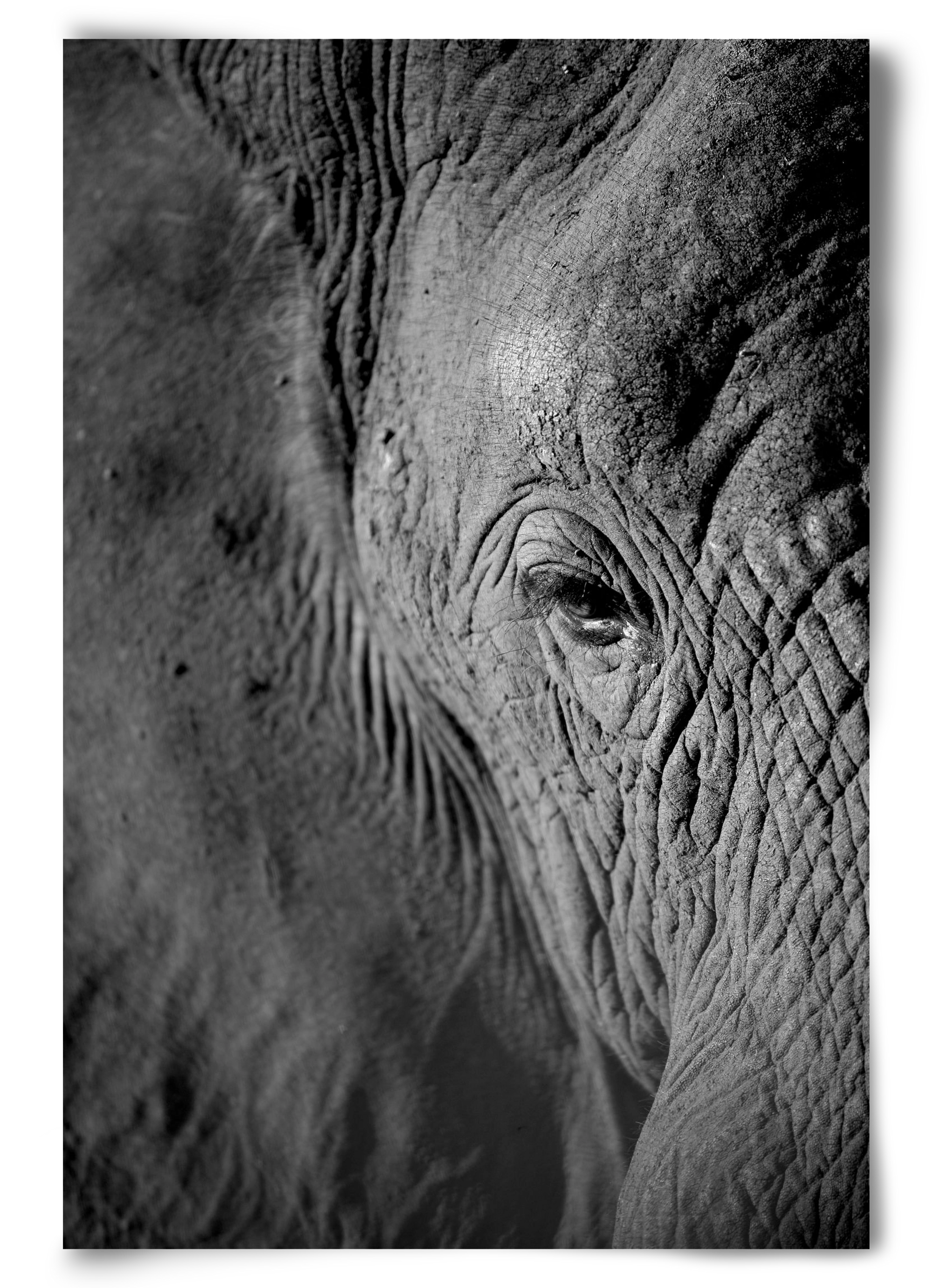 african dream, 60x90 cm, Keret nélkül