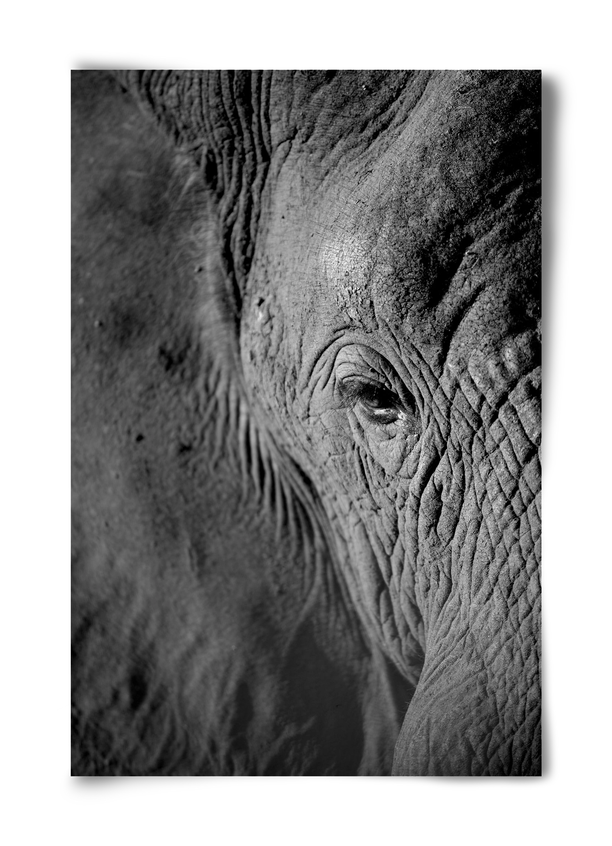 african dream, 40x60 cm, Keret nélkül