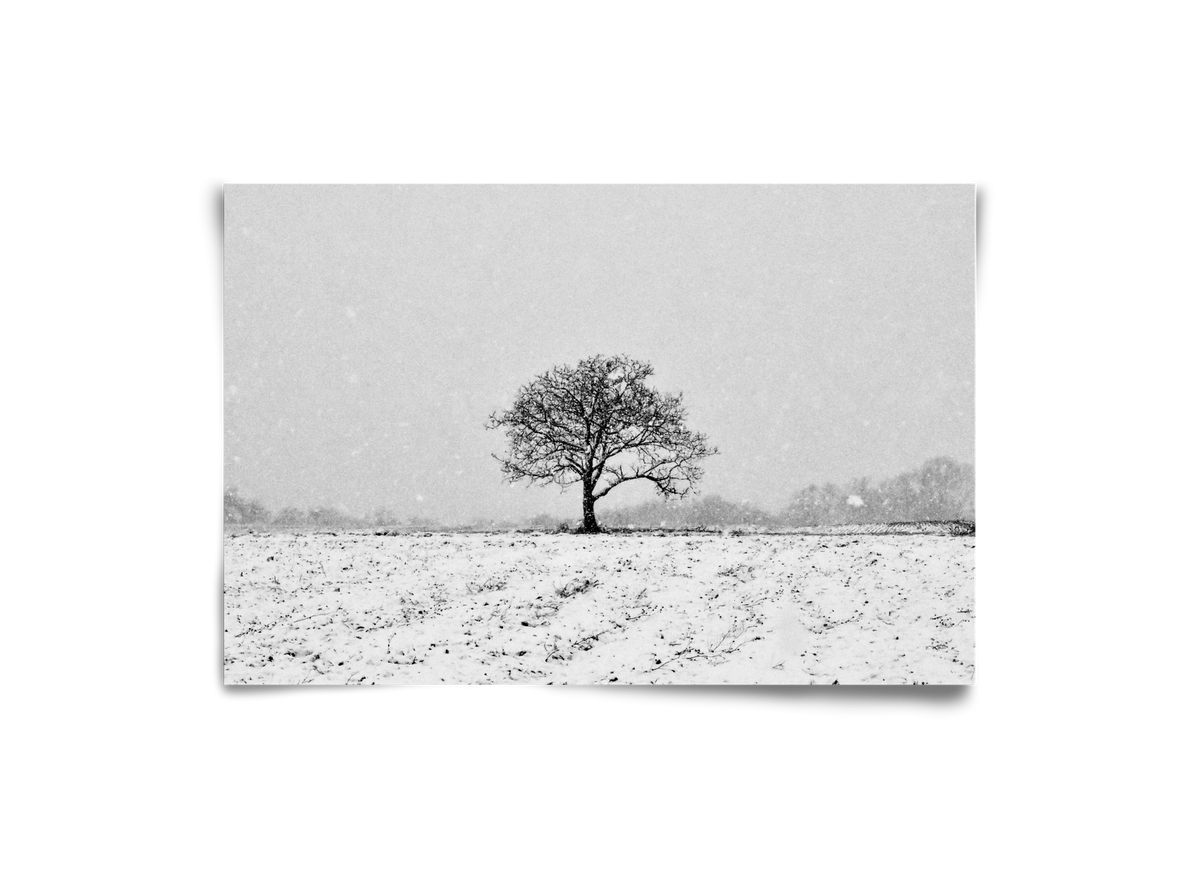 FILIA, 30x20 cm, Keret nélkül