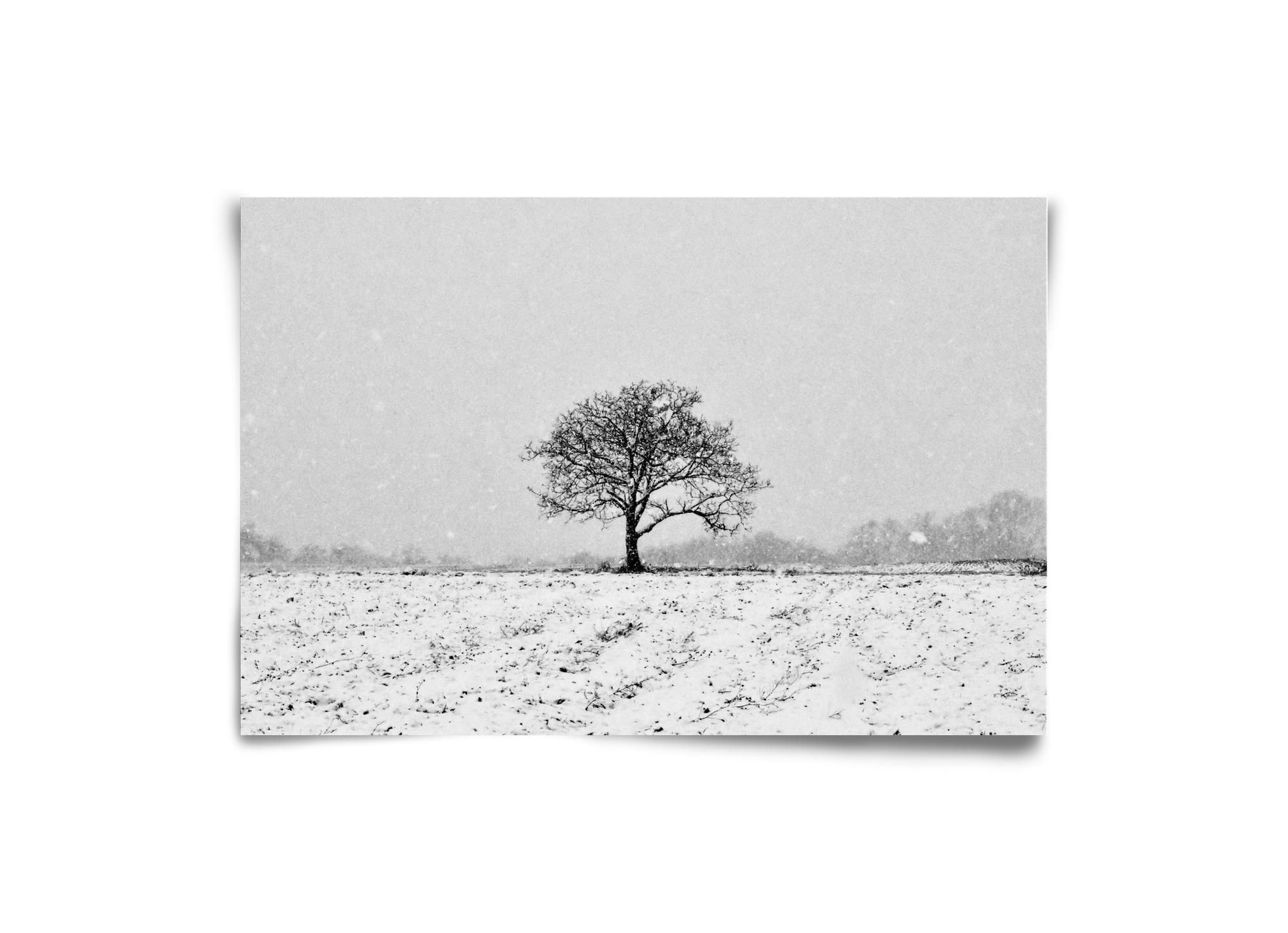 FILIA, 30x20 cm, Keret nélkül